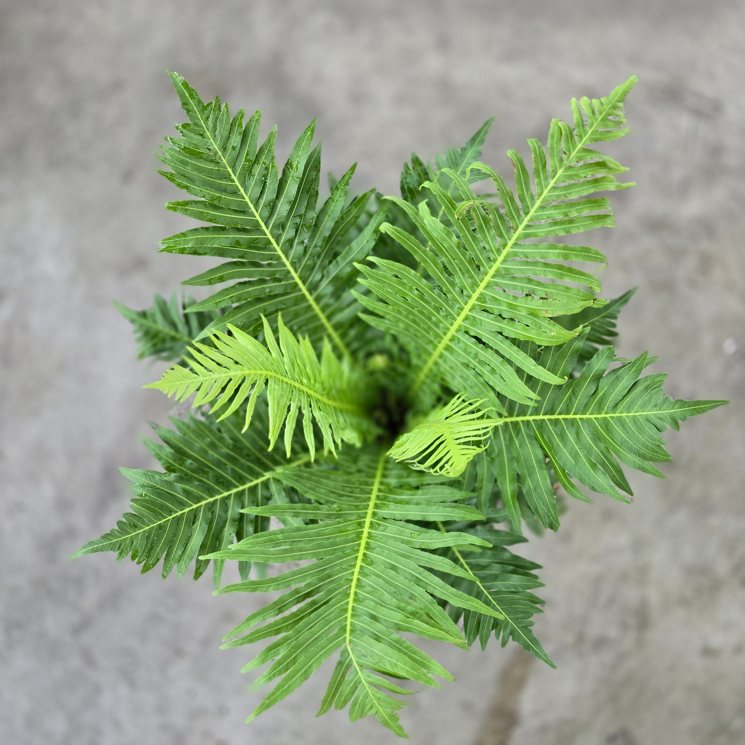 Blechnum gibbum 'Silver Lady - 6