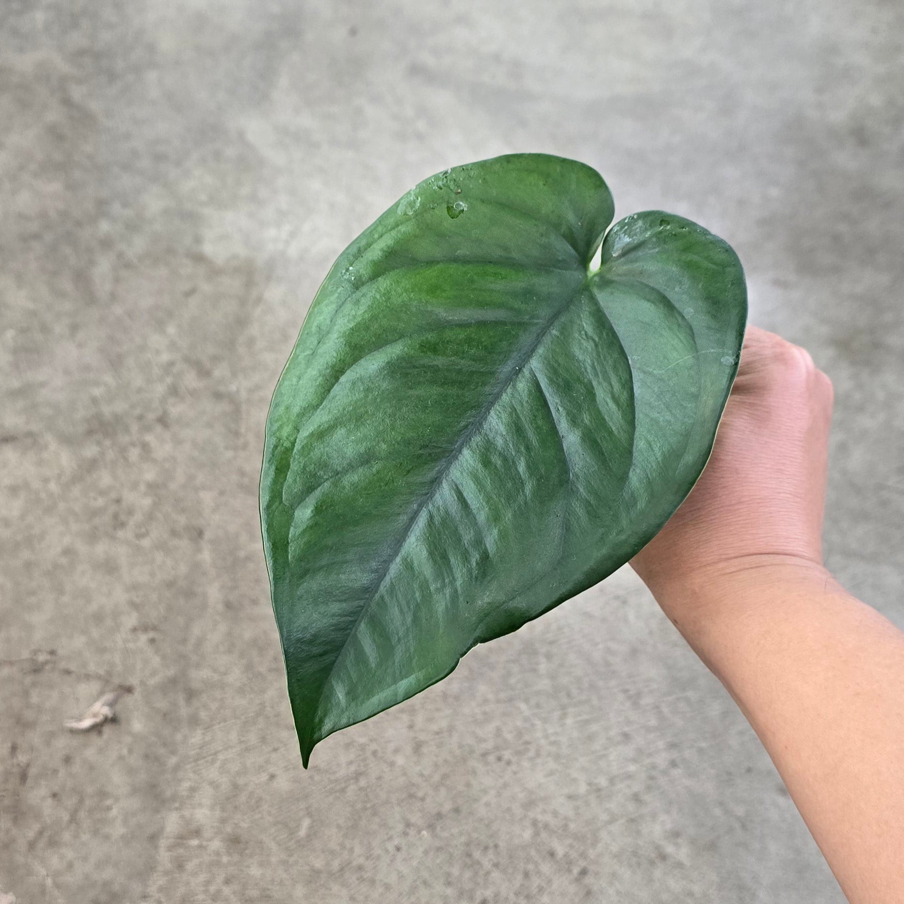 Syngonium chiapense - low variegation mid cut