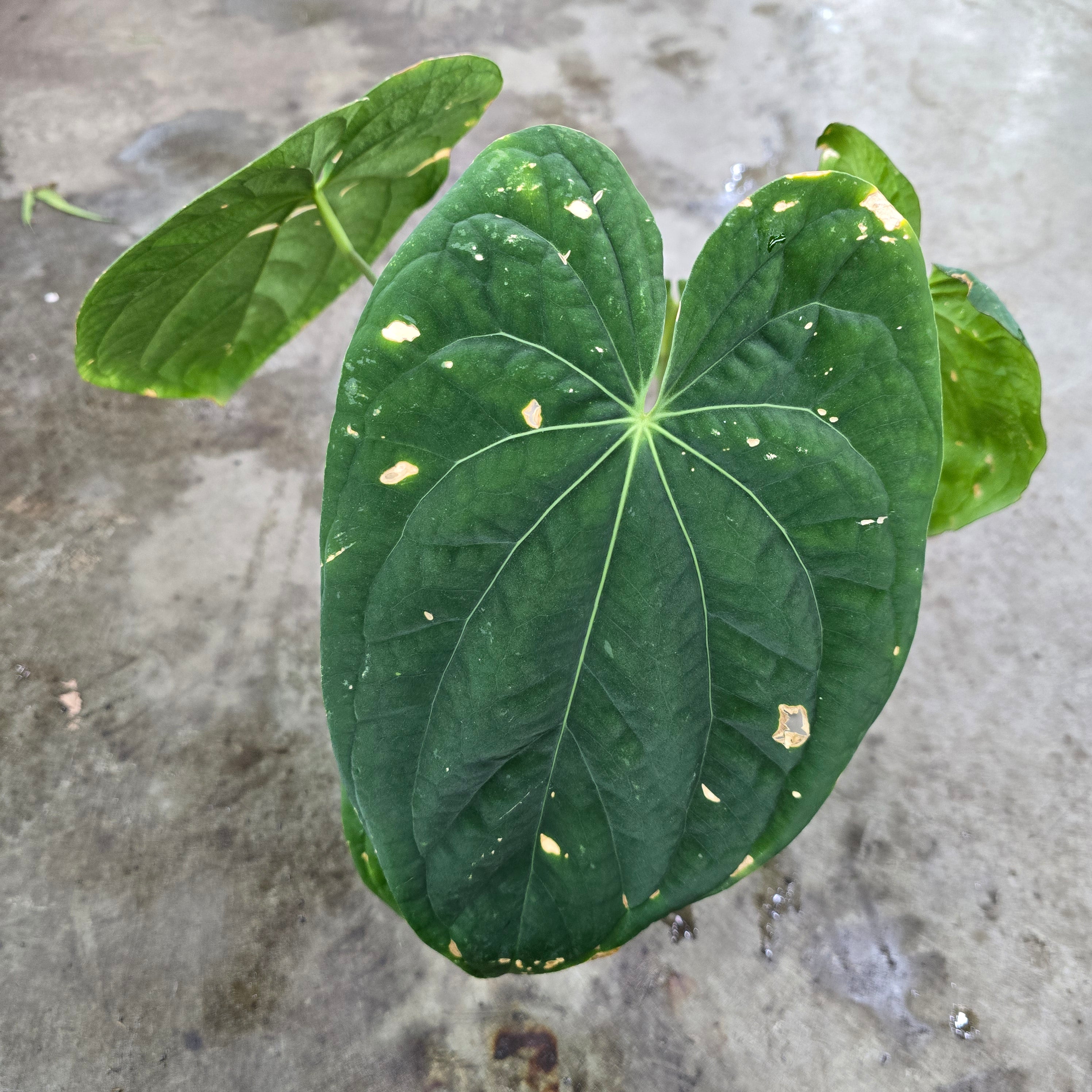 Anthurium papillilaminum - 4