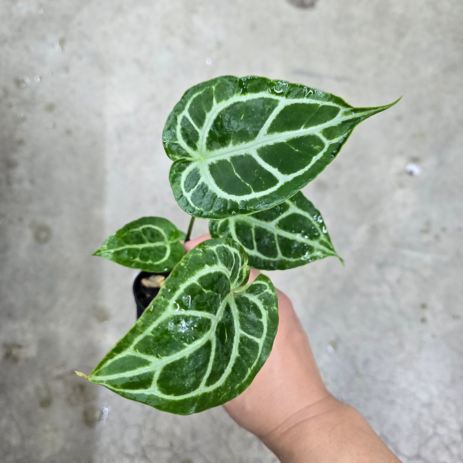 anthurium dorayaki x red crystallinum Anthurium dorayaki hybrid
