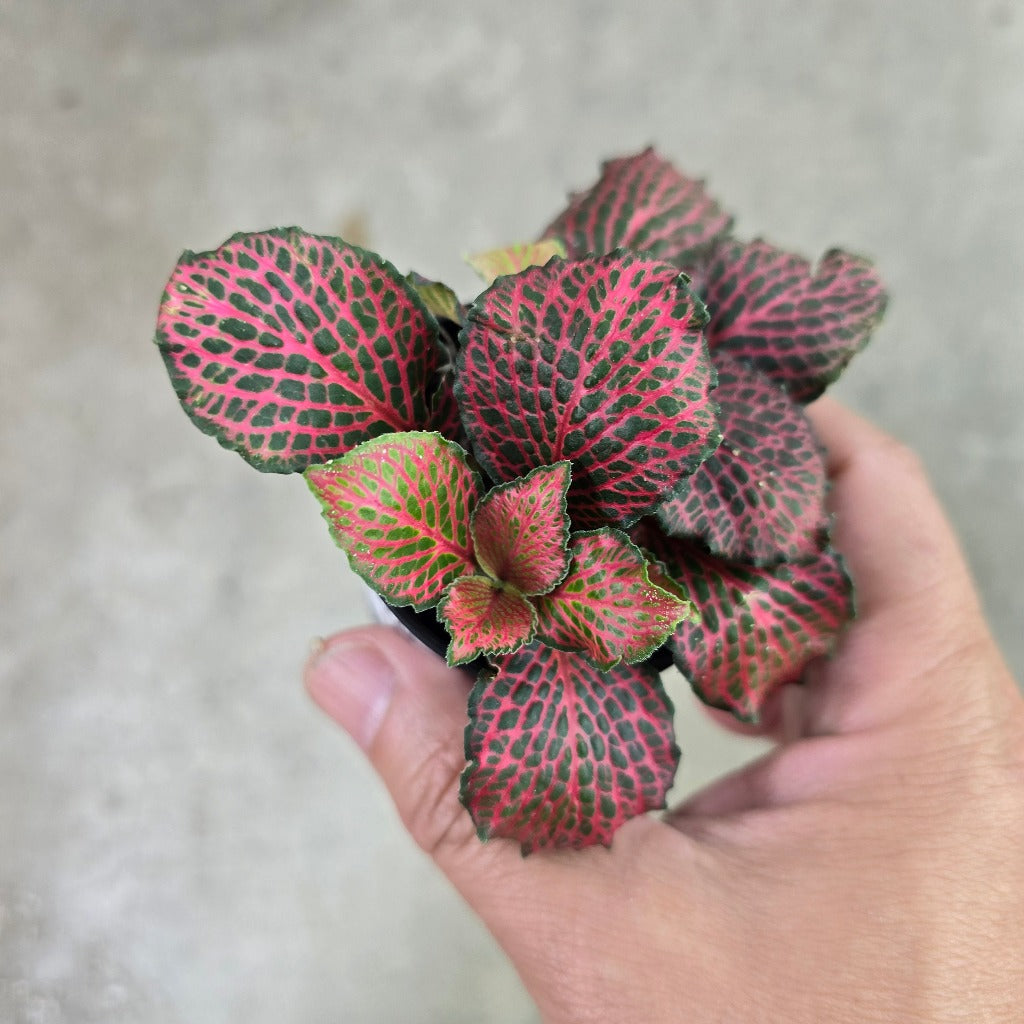 Fittonia 'Firetail' -2 