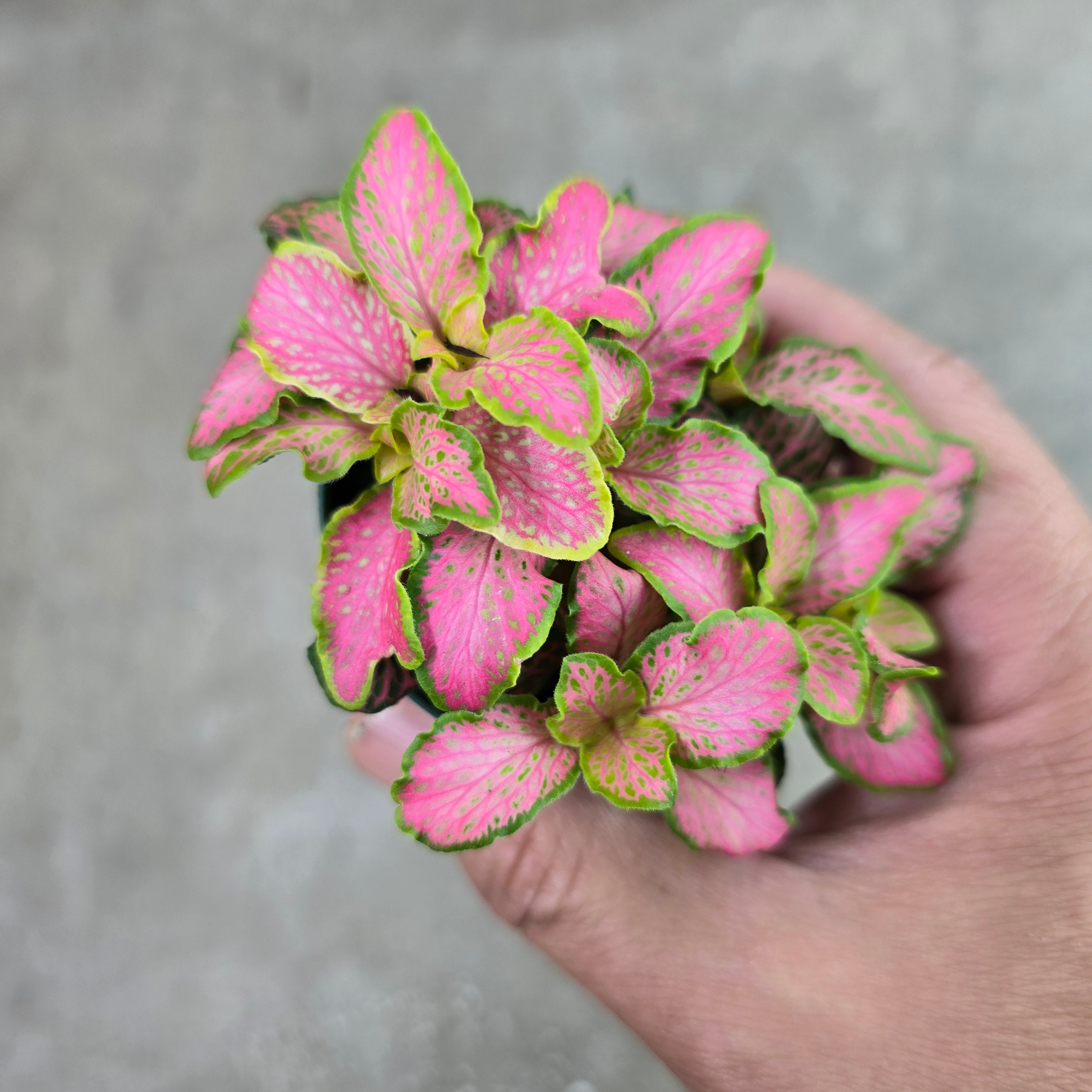 Fittonia albivenis 'Zalm  Ruby Lime'