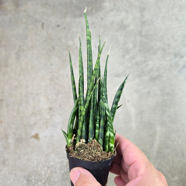 Sansevieria bacularis 'Mikado'