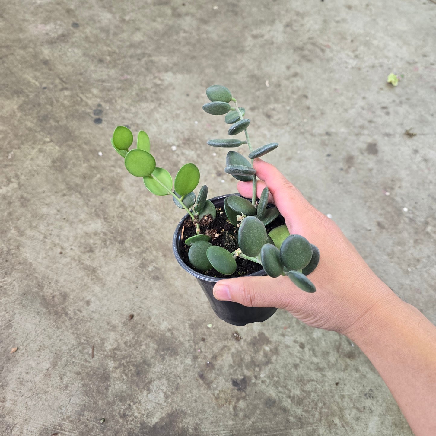 Xerosicyos danguyi - 4"