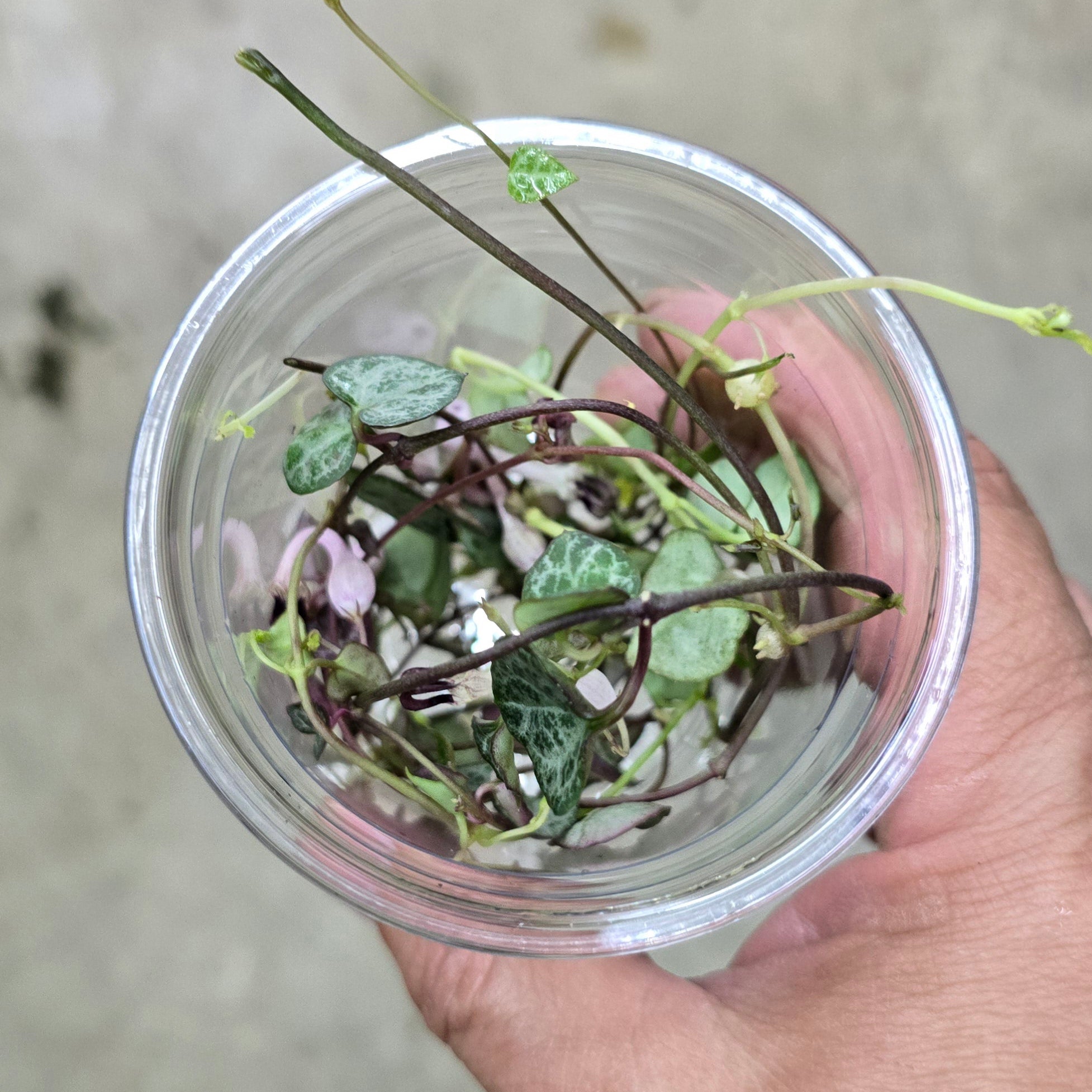 Ceropegia woodii - cup of cuttings