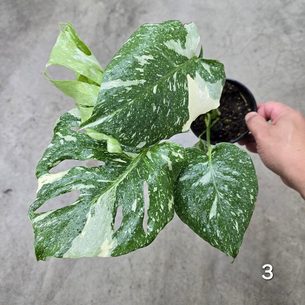 Monstera deliciosa 'Thai Constellation' - 4