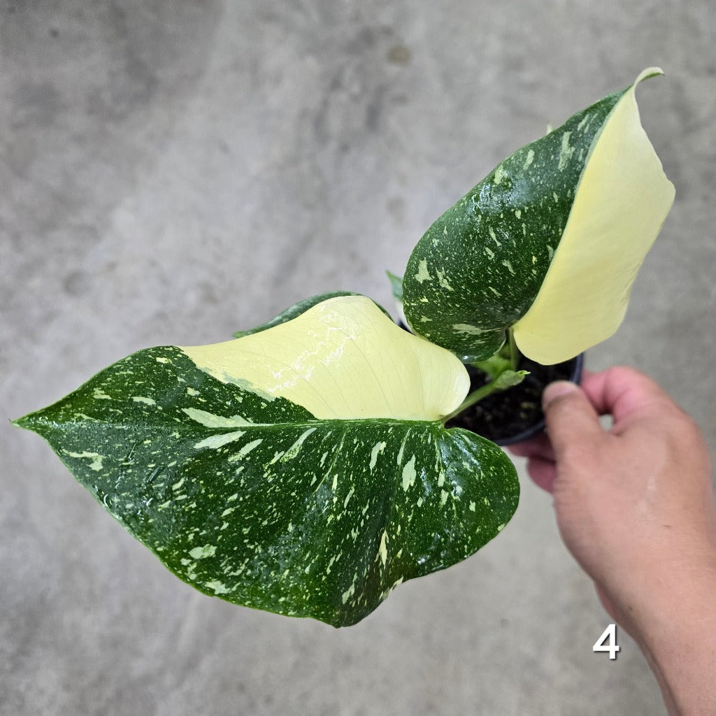 Monstera deliciosa 'Thai Constellation' - 4