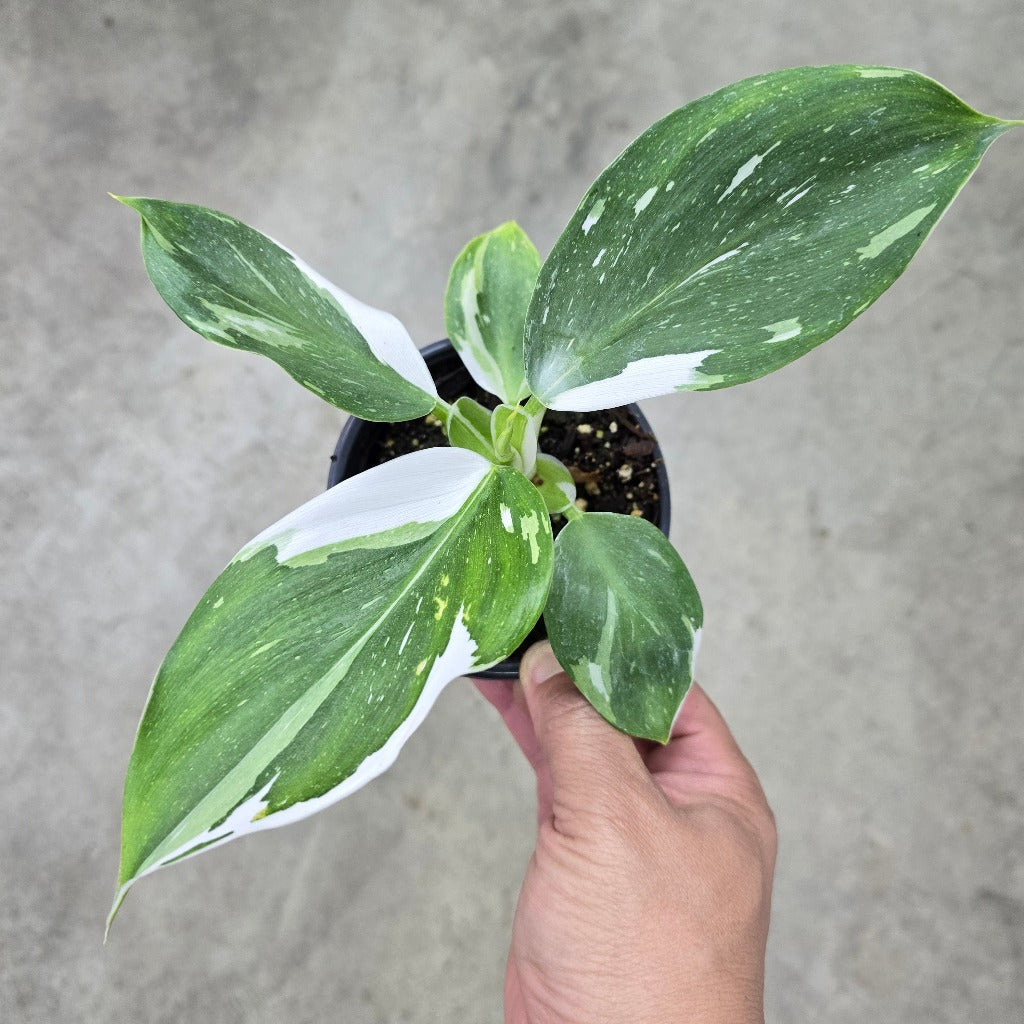 Philodendron white wizard - 4"