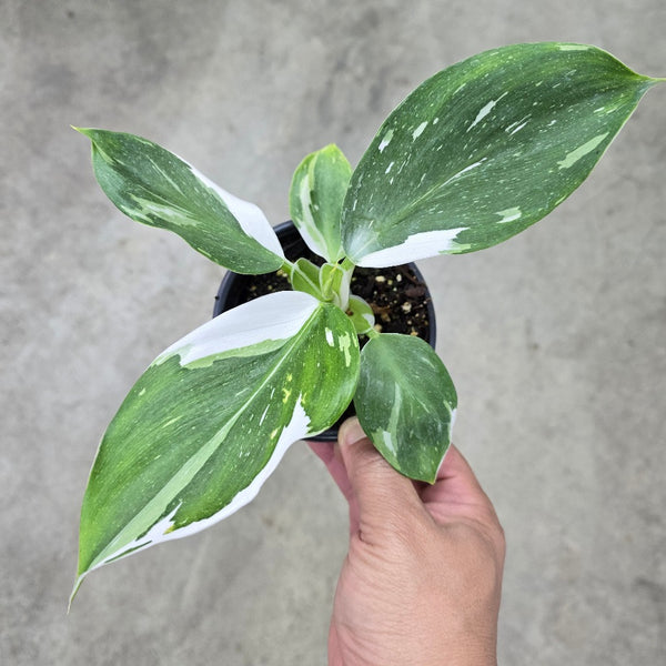 large white wizard philodendron Philodendron White wizard