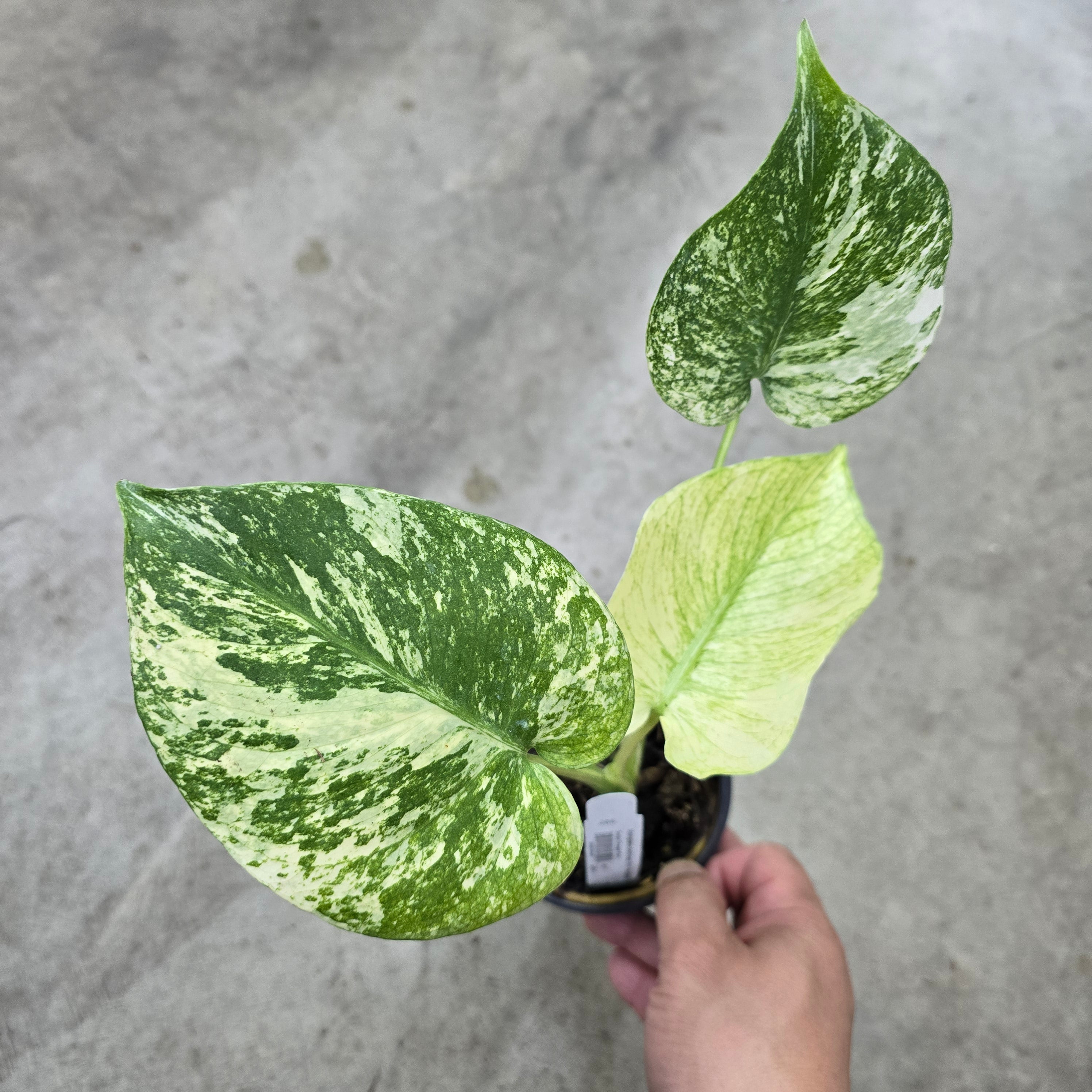 Monstera Mint Starter Plant ALL STARTER PLANTS Require You to 