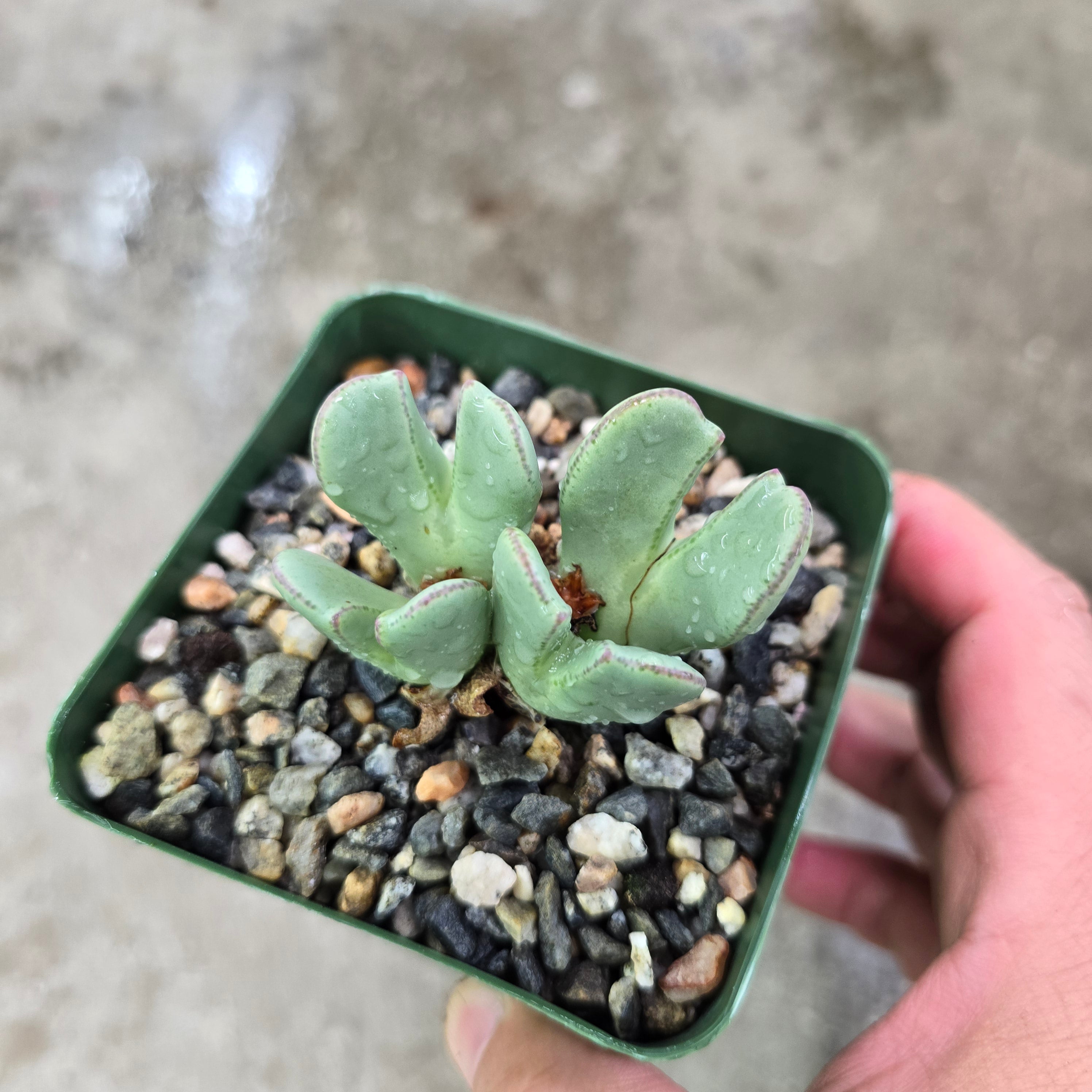 Conophytum bilobum - 4