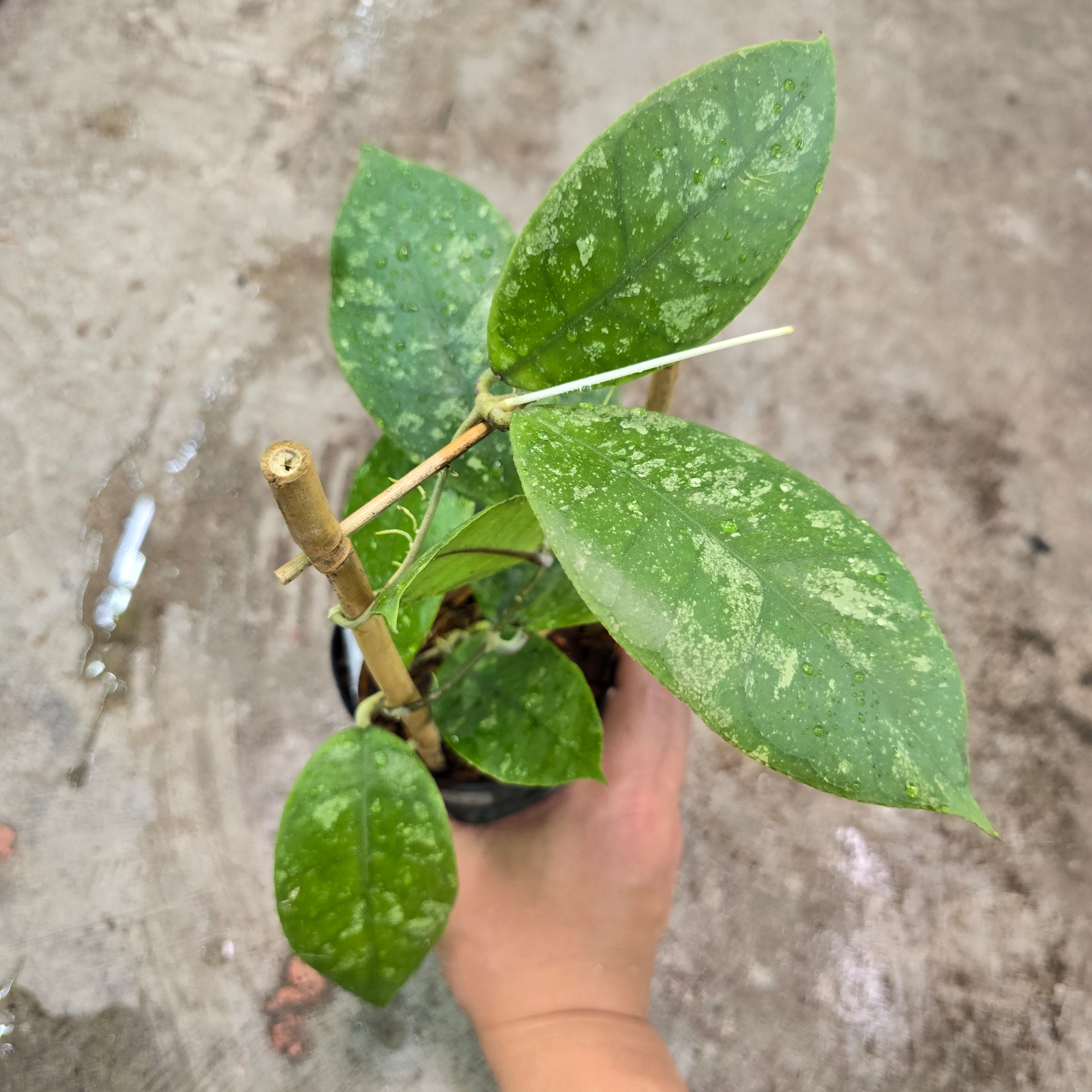 Hoya sp. finlaysonii - Trellis