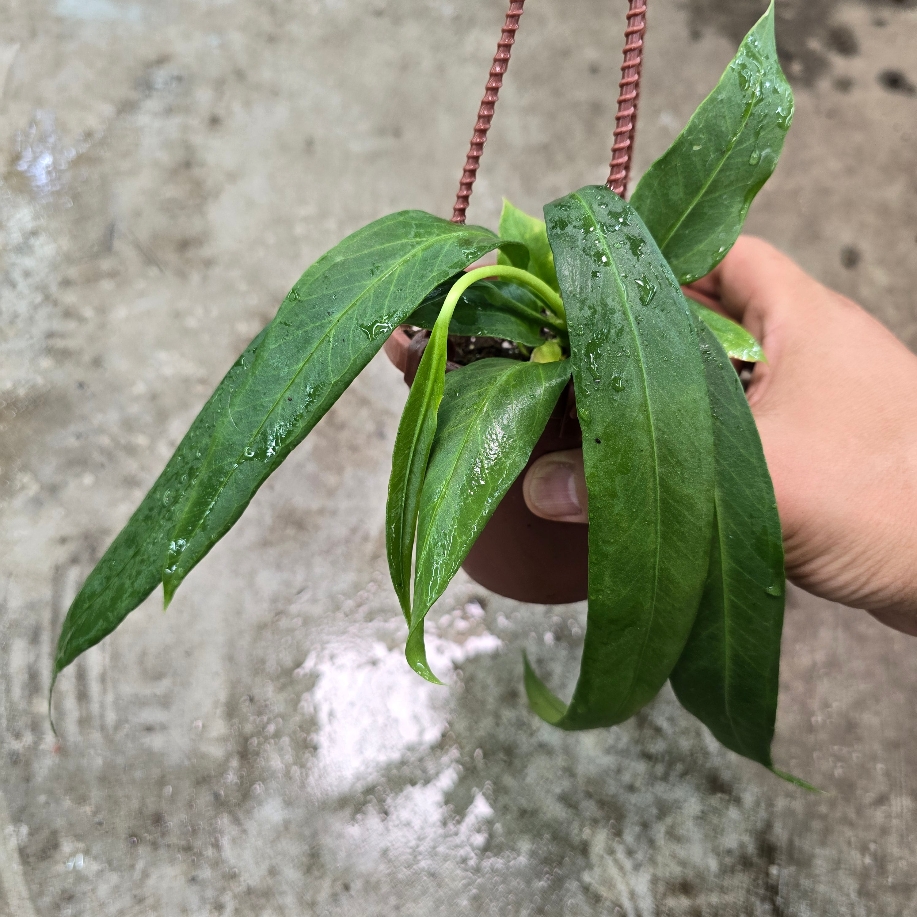 Anthurium vittarifolium - 4