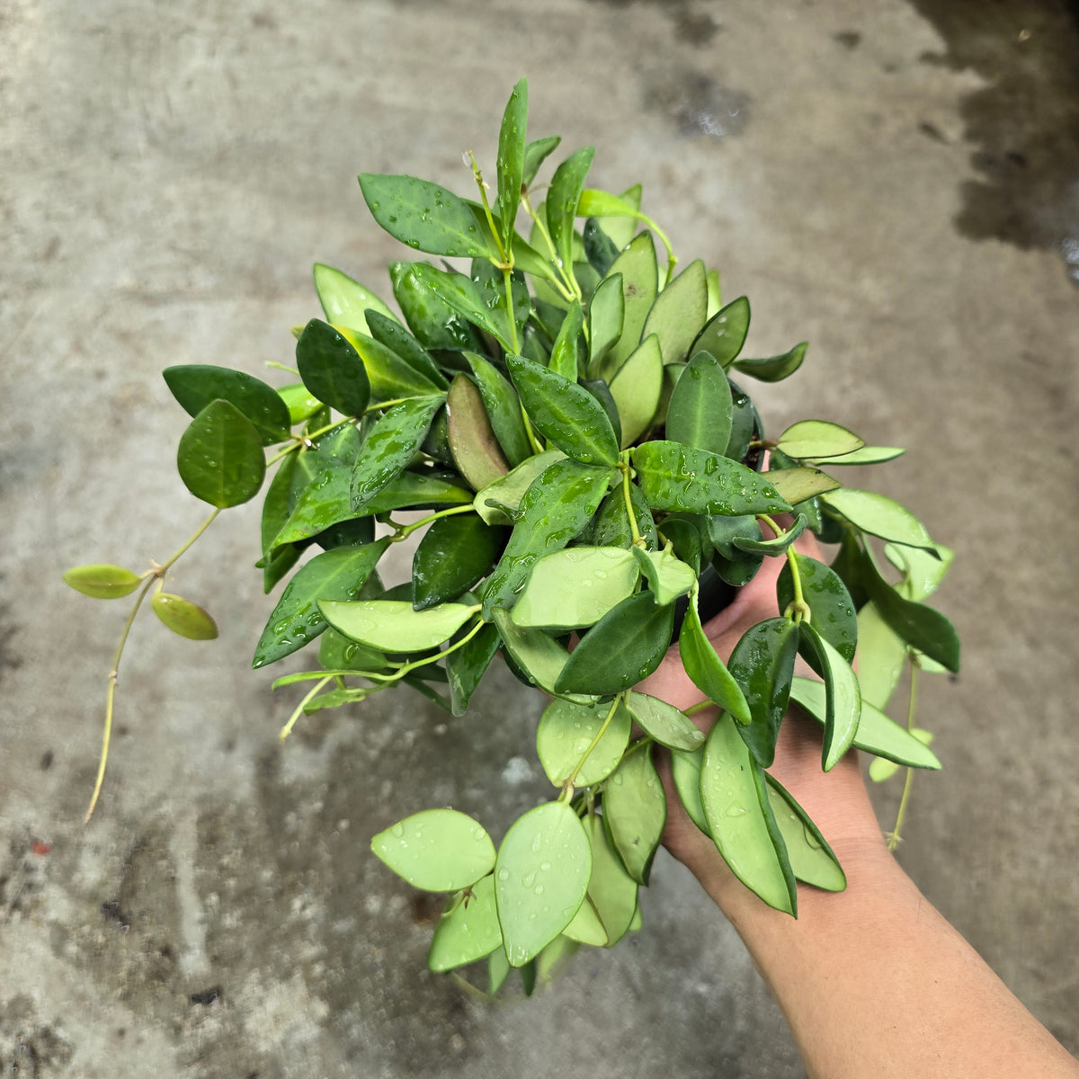 Hoya sp. aff. burtoniae - 2"