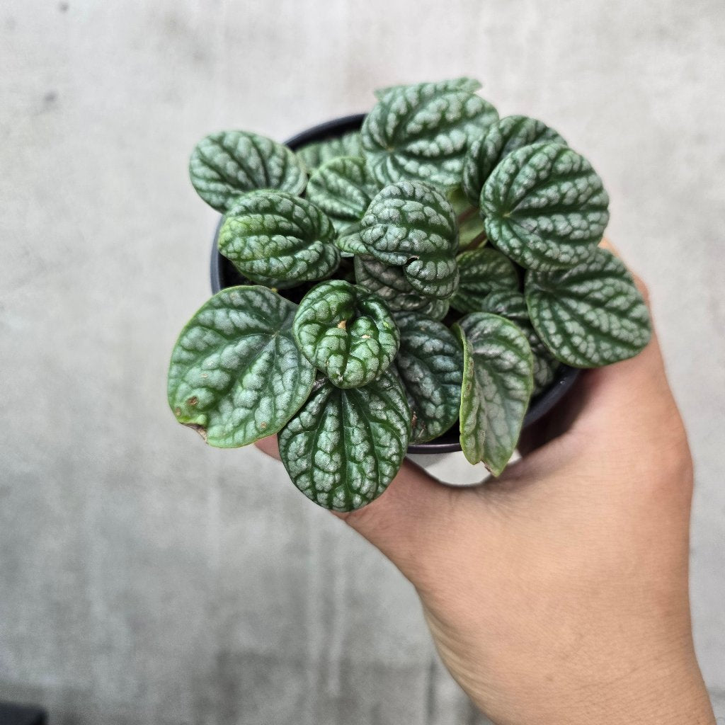 Peperomia burbella - 4