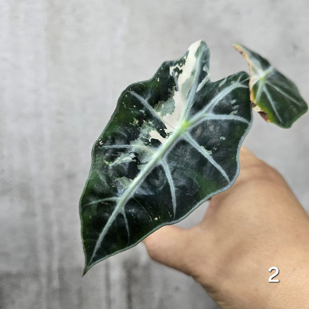 Alocasia amazonica variegated - 2