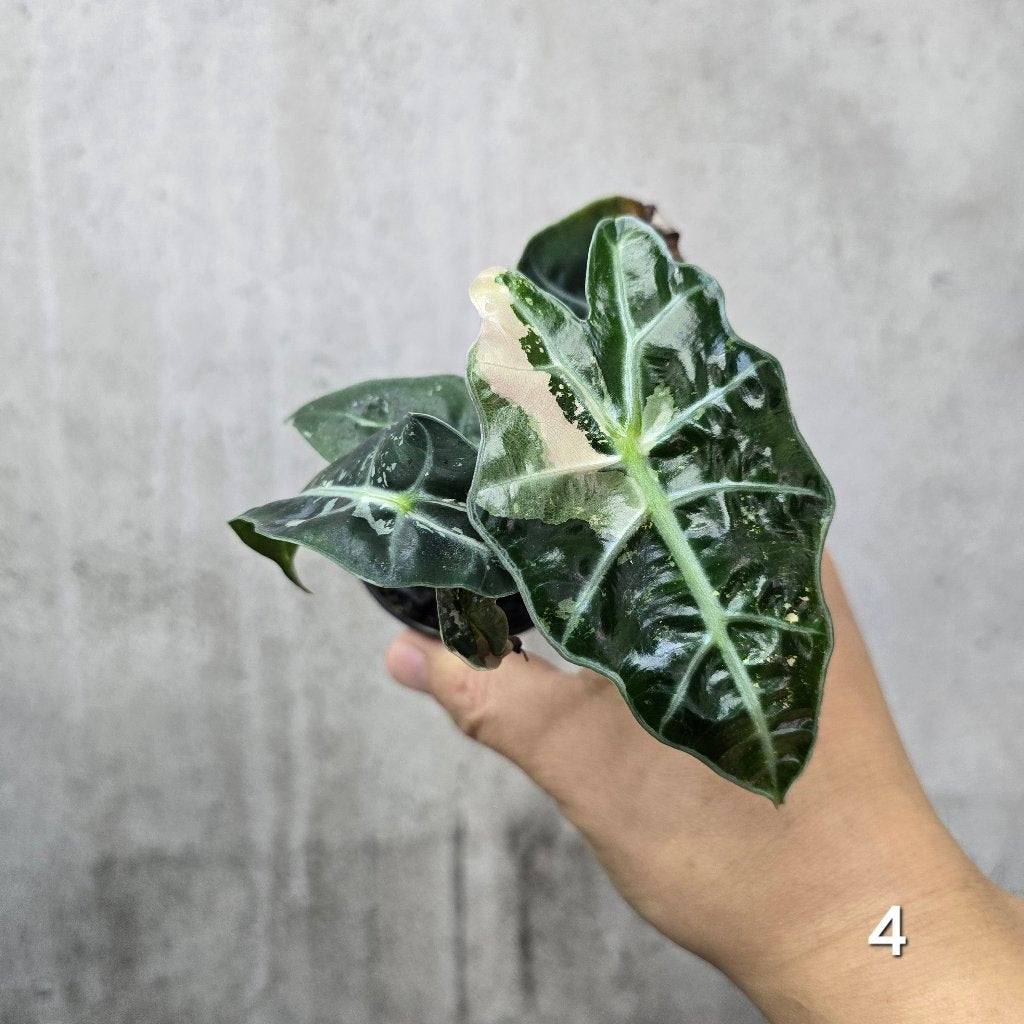 Alocasia amazonica variegated - 2