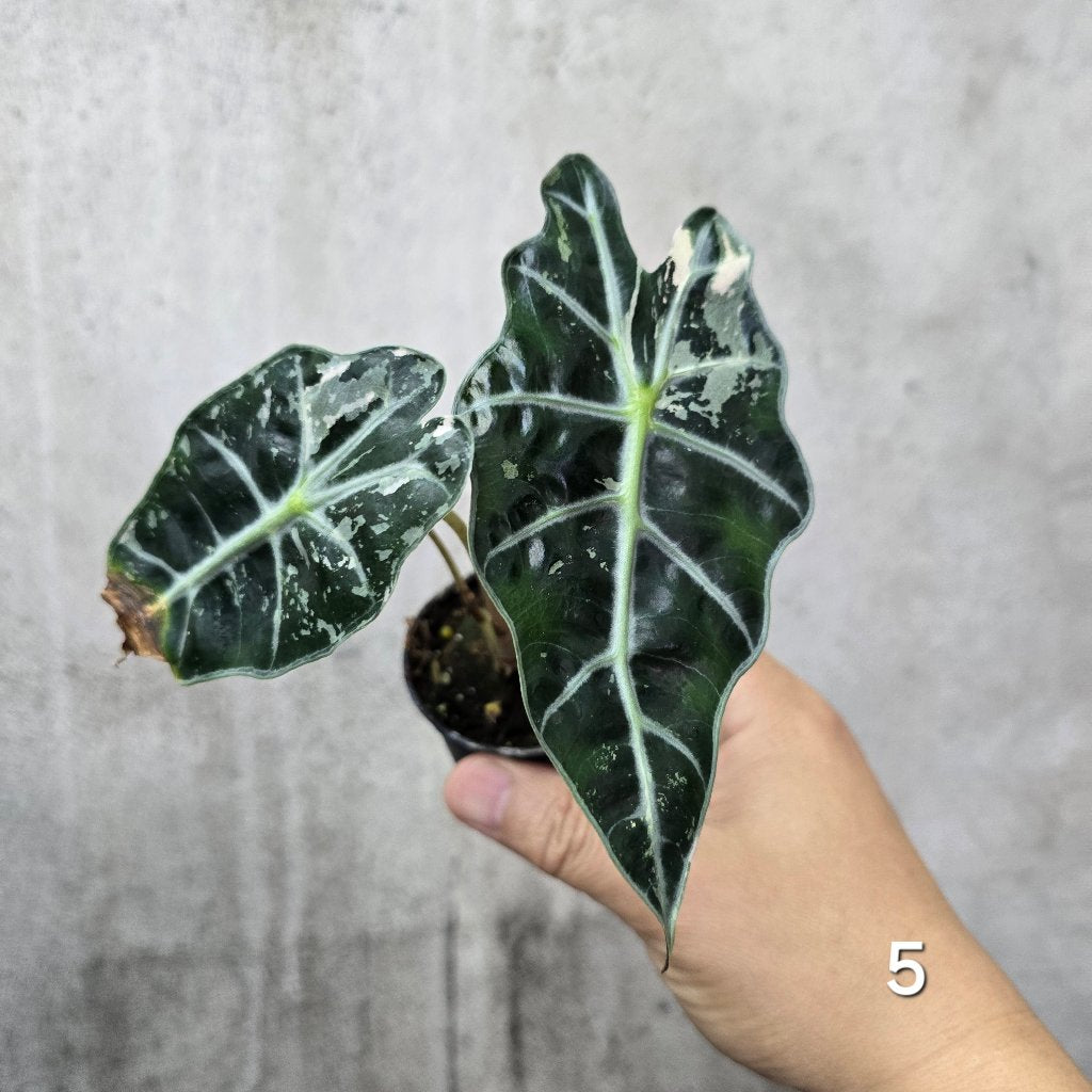 Alocasia amazonica variegated - 2