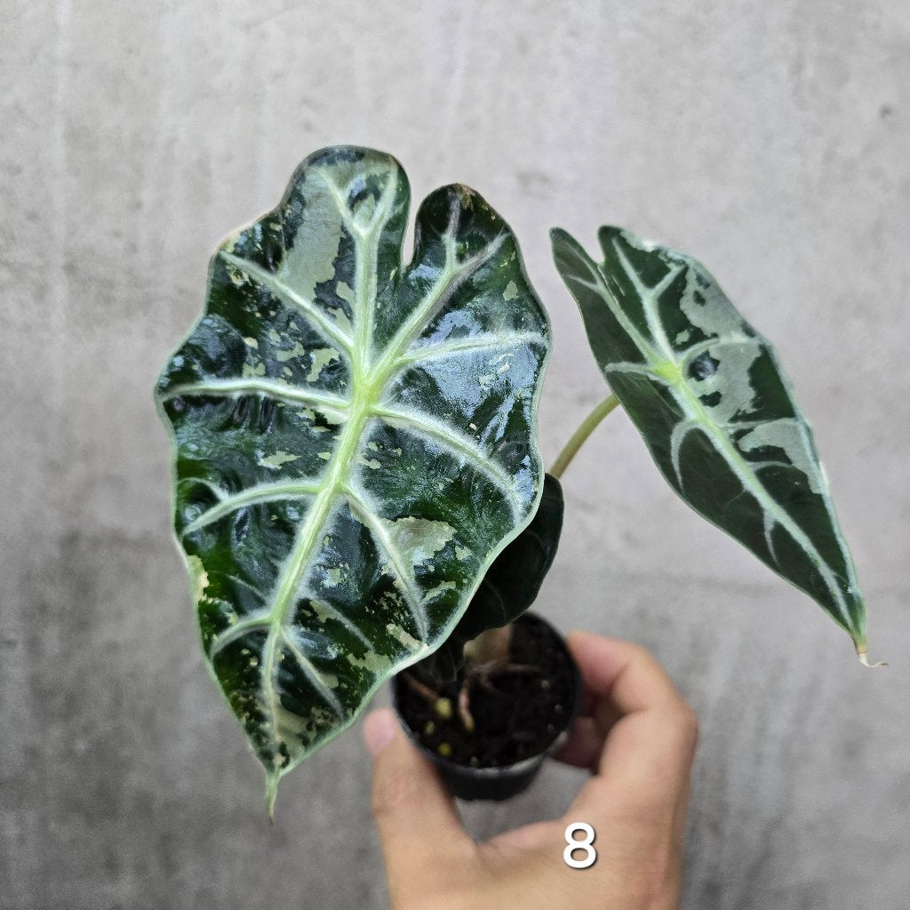 Alocasia amazonica variegated - 2