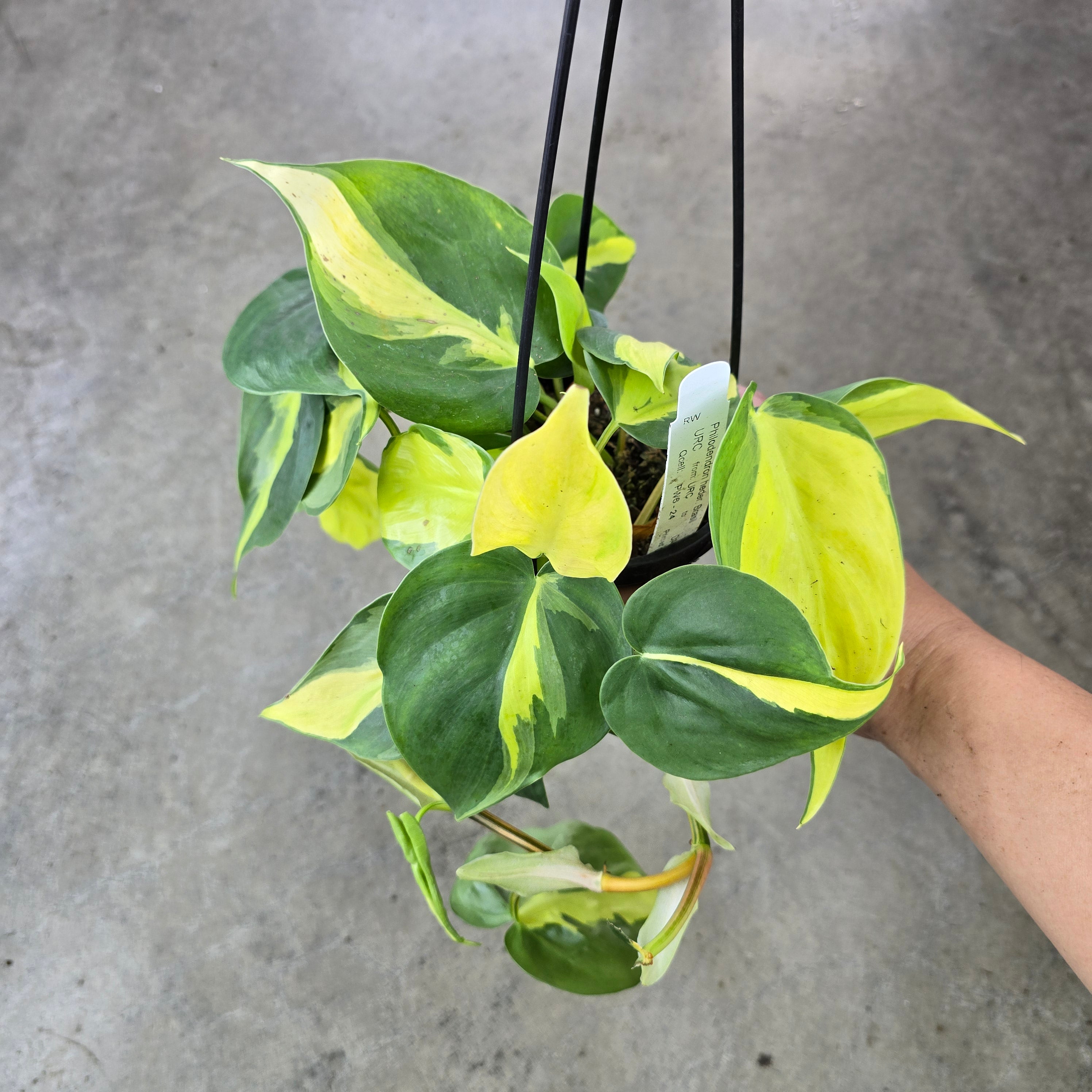 Philodendron hederaceum ' Brasil' - 4