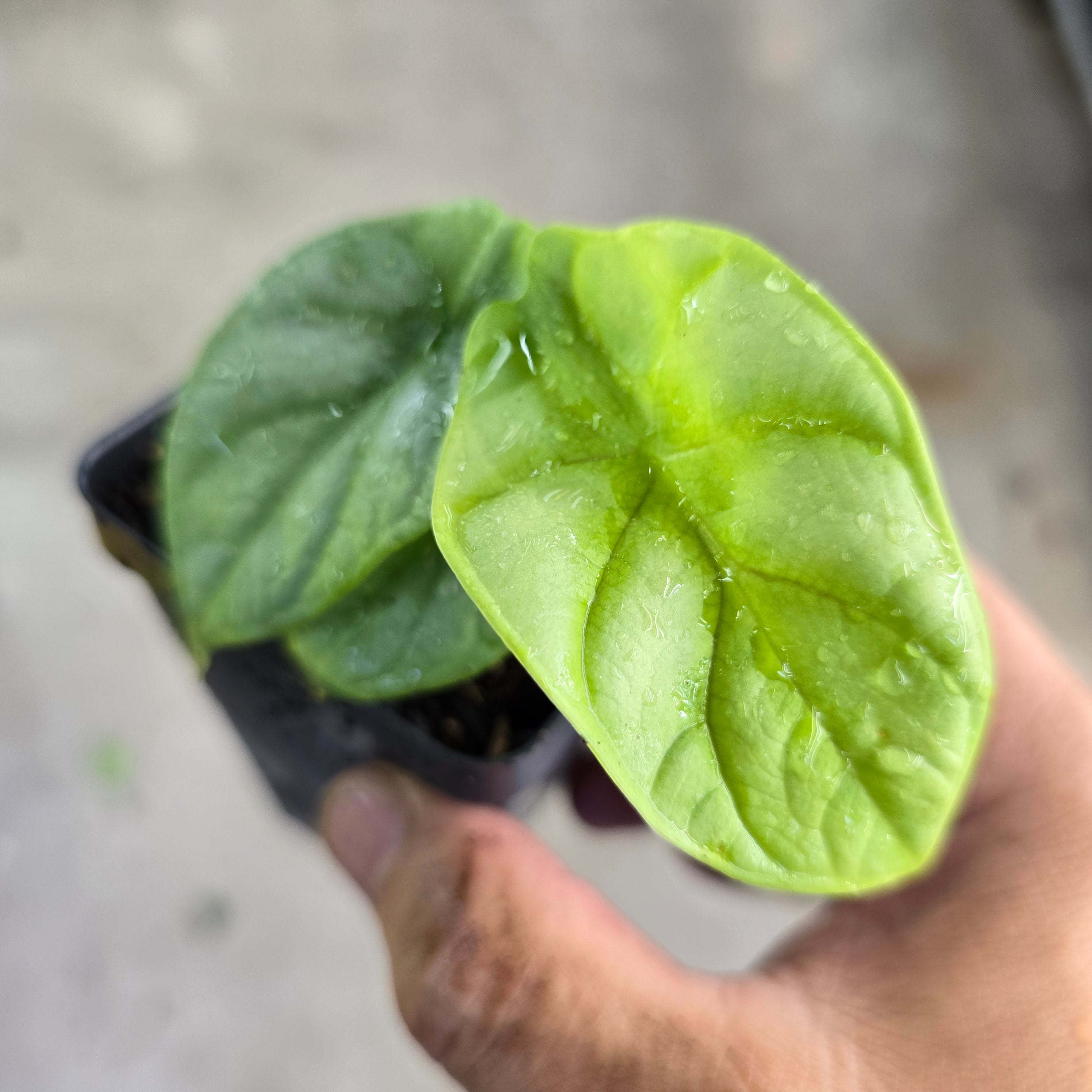 Alocasia silver dragon - 2