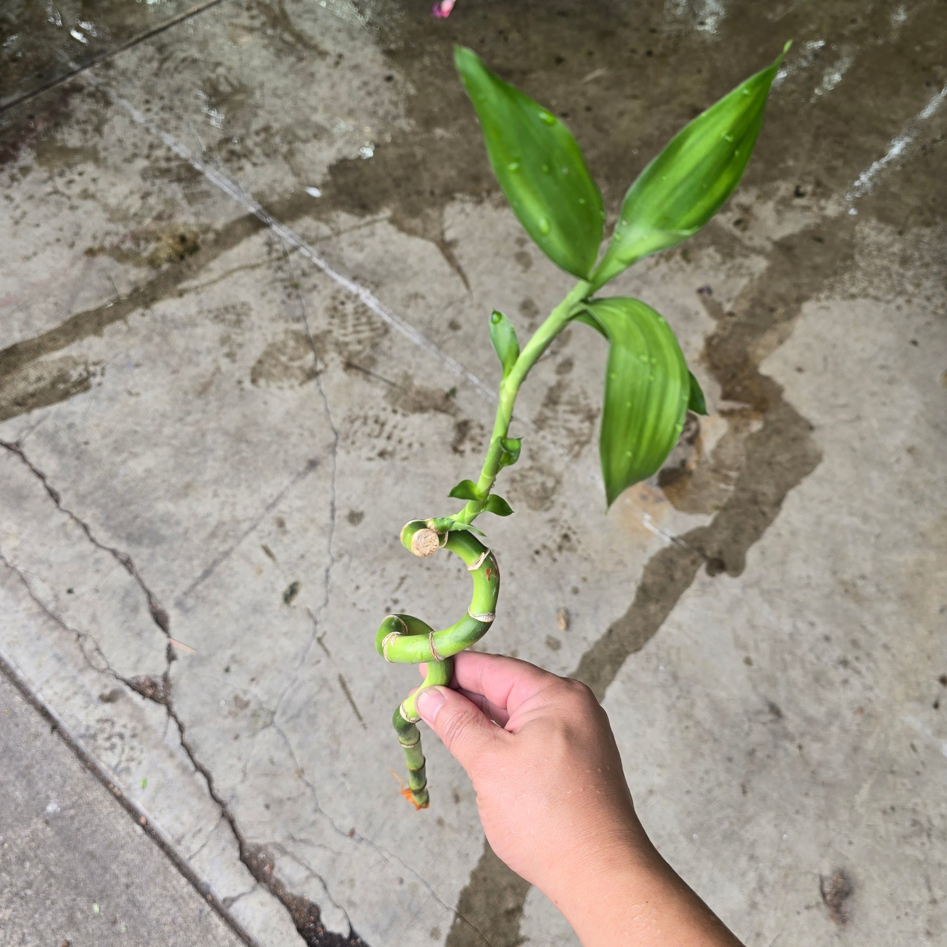 lucky bamboo curl Lucky Bamboo - 8" (curly)