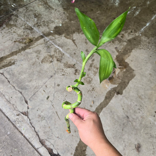 Lucky Bamboo - 8" (curly)