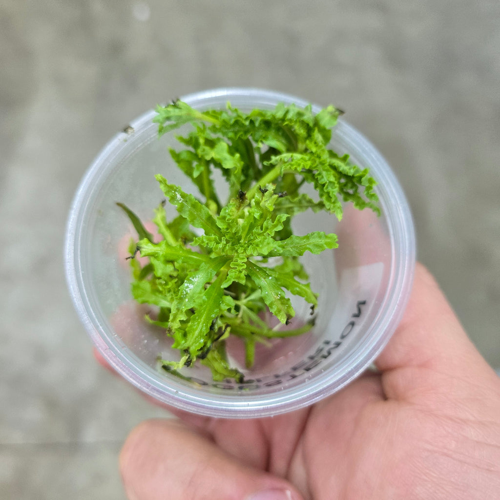 Pogostemon helferi - 2" cup