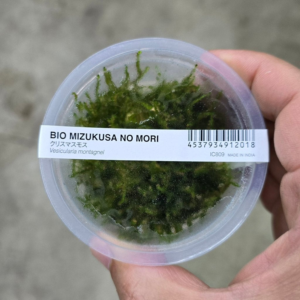 Vesicularia montagnei - ADA