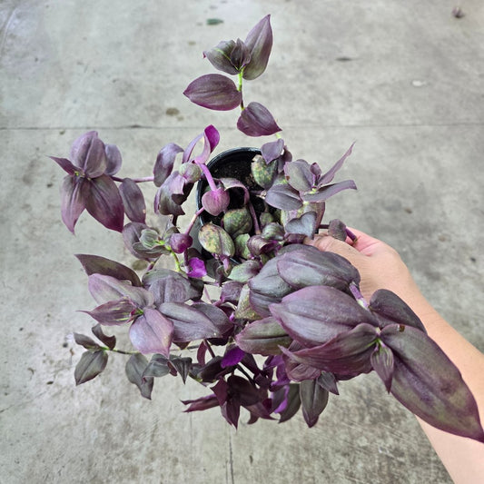 Tradescantia zebrina burgundy - 4"