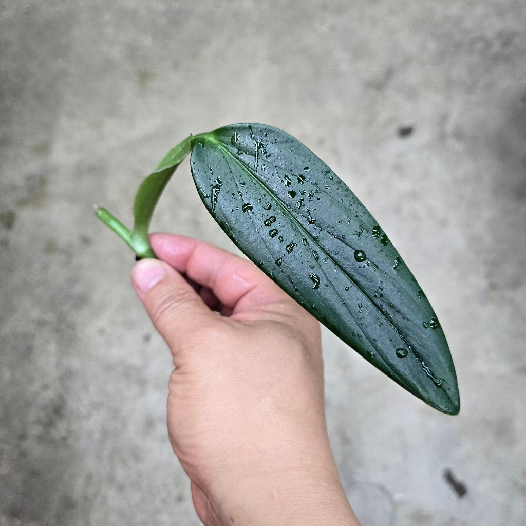 Monstera standleyana - green form cutting