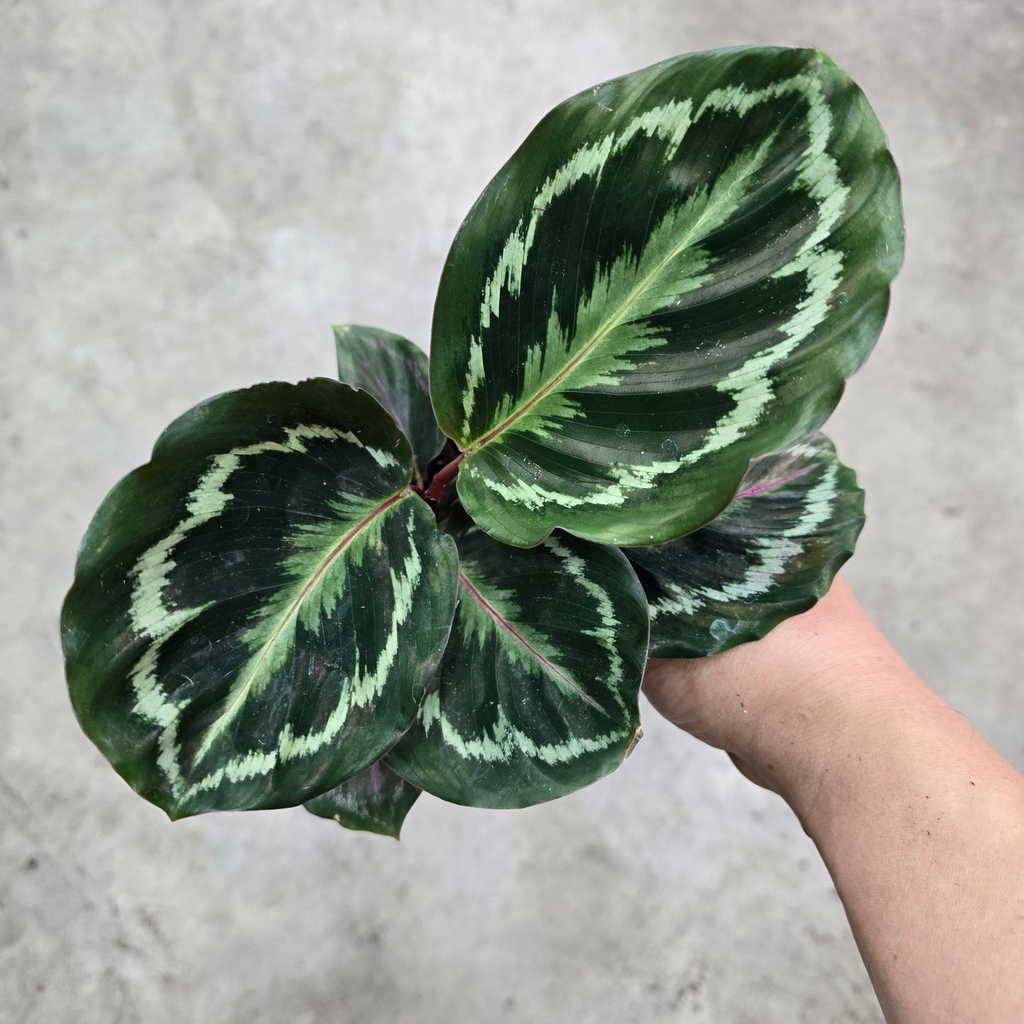 Calathea Roseopicta Medallion - 4"