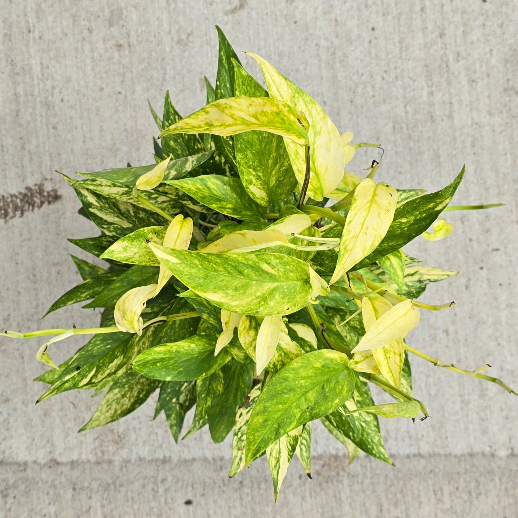 Epipremnum pinnatum 'Neon Variegated' - 6