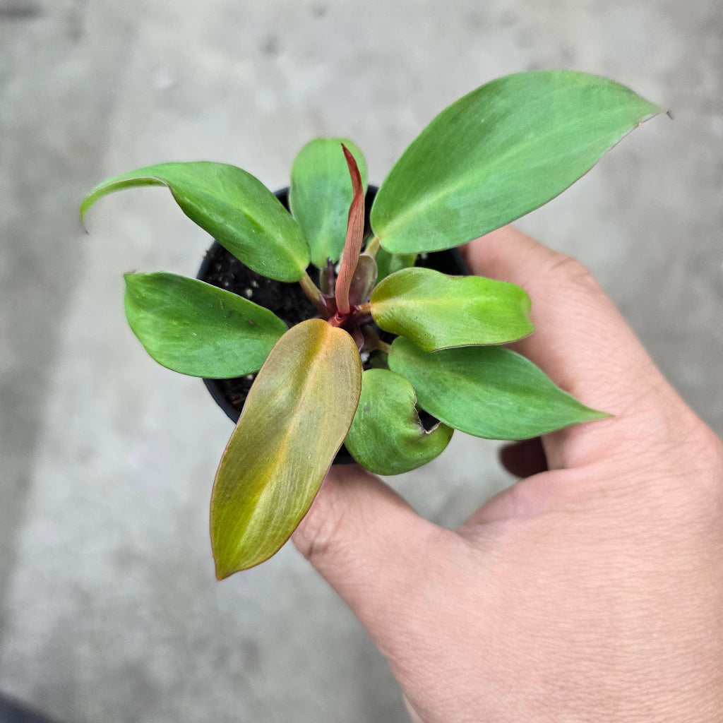 Philodendron 'Red Moon' - 2"