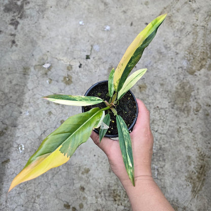 philodendron marble caramel Philodendron caramel marble