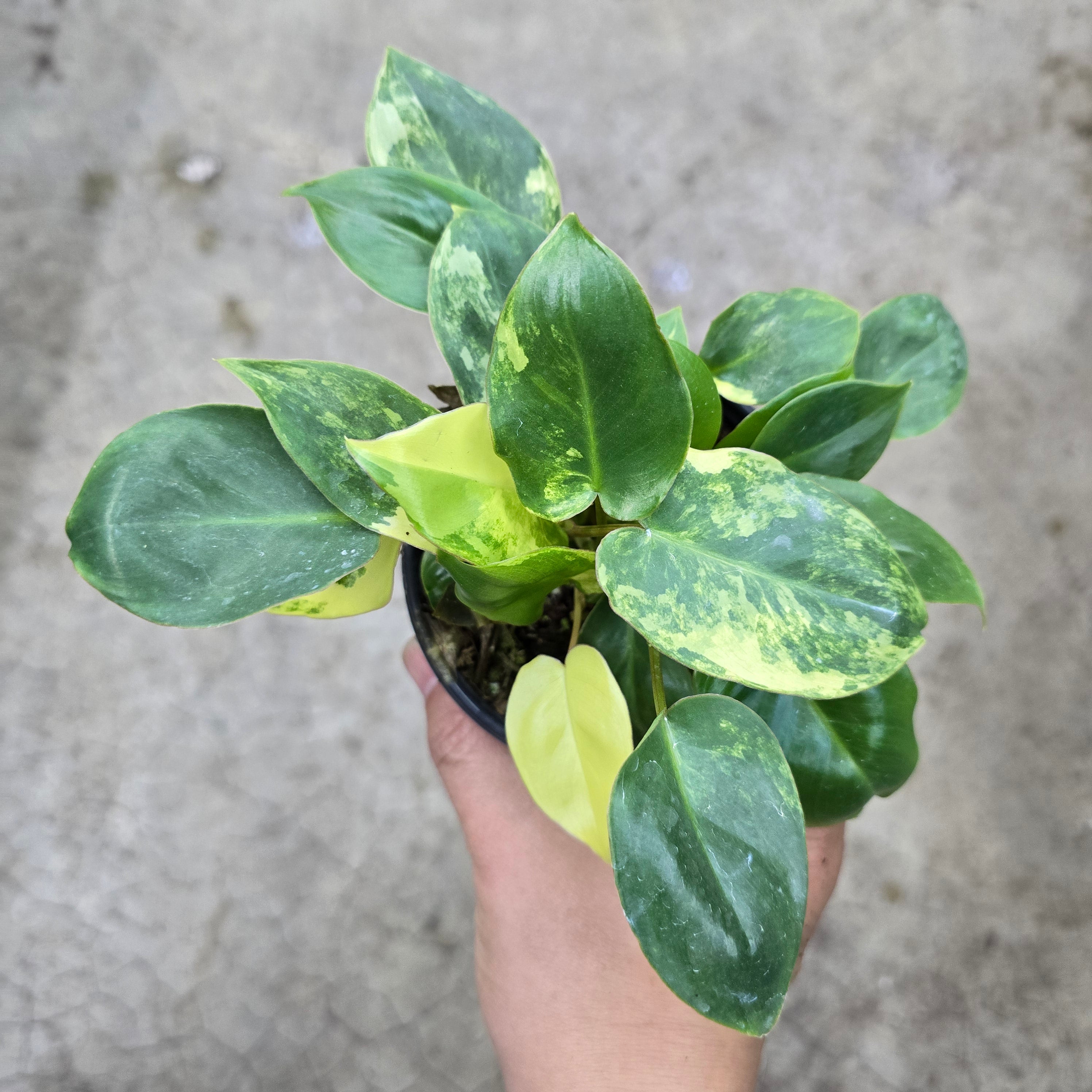 Philodendron burle marx variegated - 4