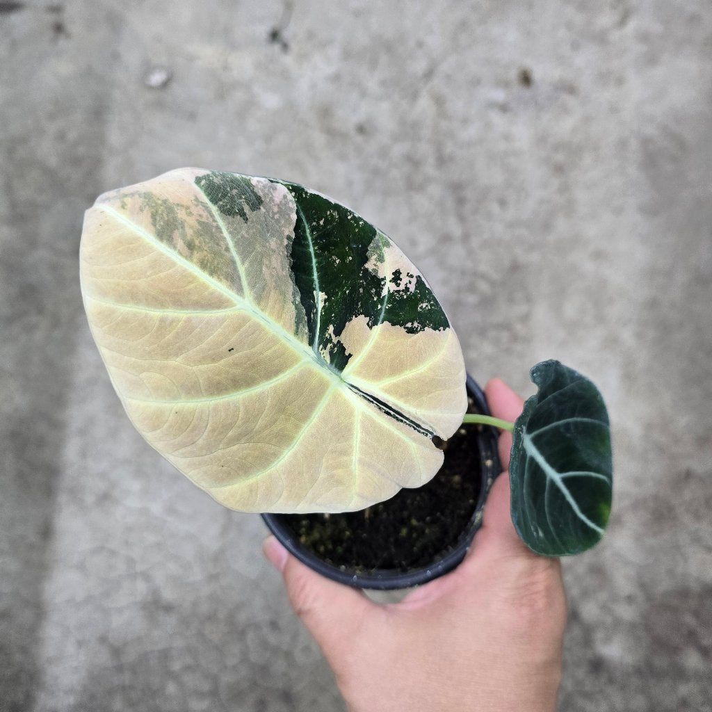 Alocasia reginula 'Black  Velvet Pink Variegata' -4