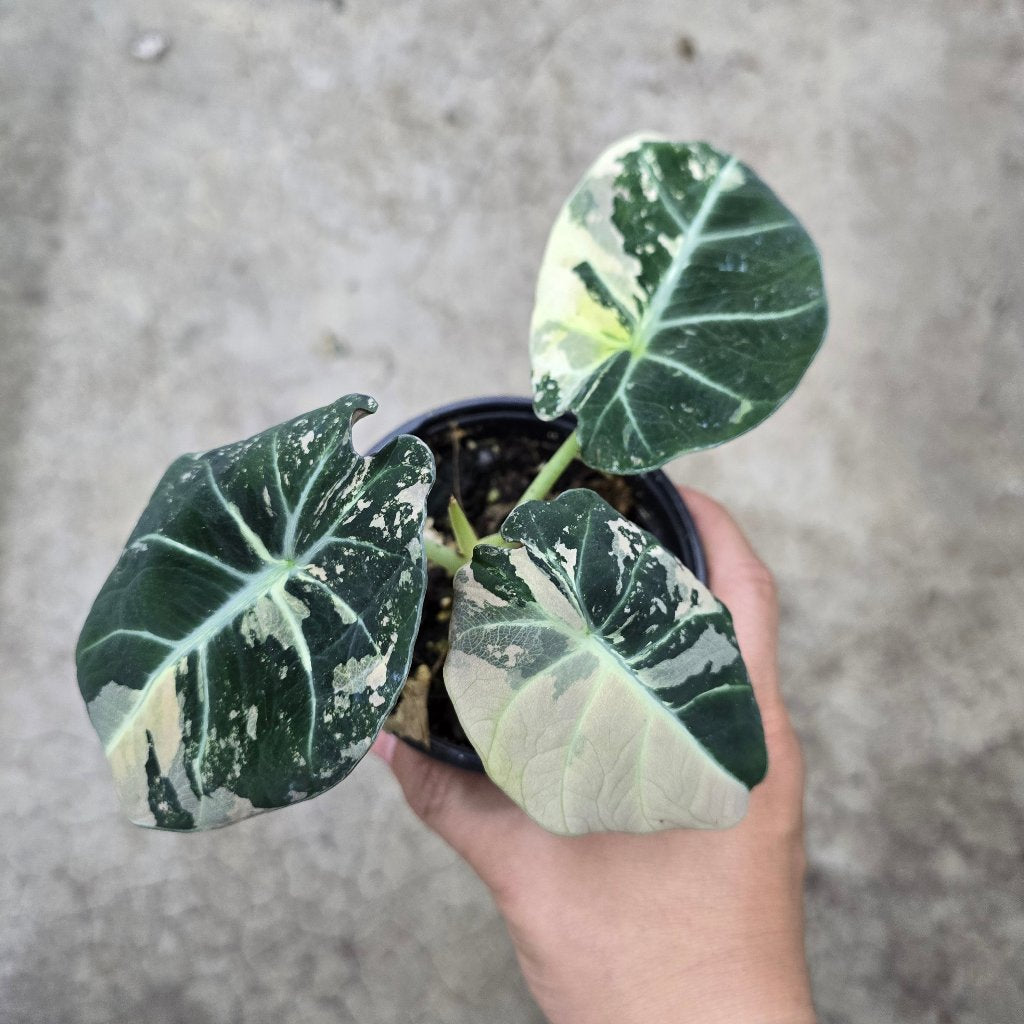 Alocasia reginula 'Black  Velvet Pink Variegata' -4