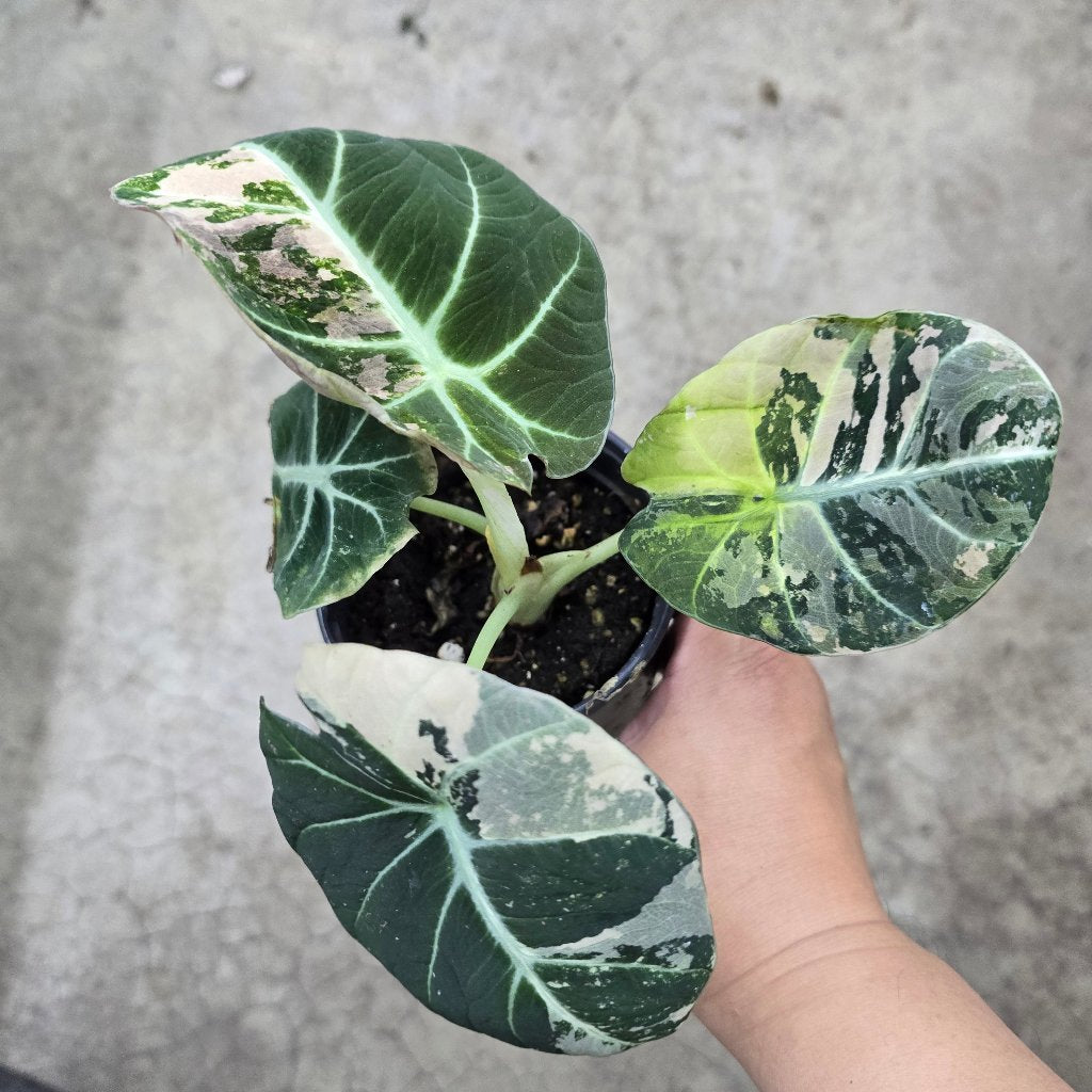 Alocasia reginula 'Black  Velvet Pink Variegata' -4