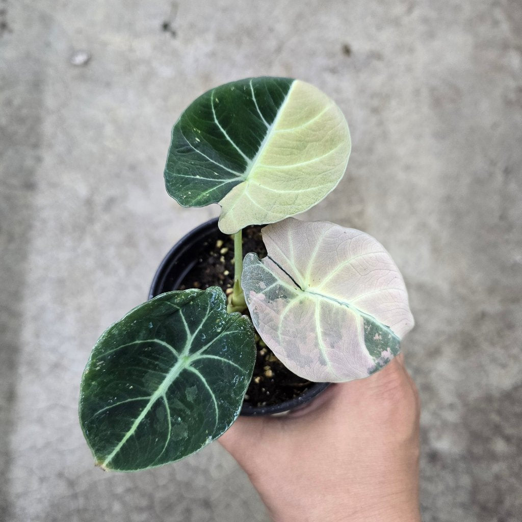 Alocasia reginula 'Black  Velvet Pink Variegata' -4