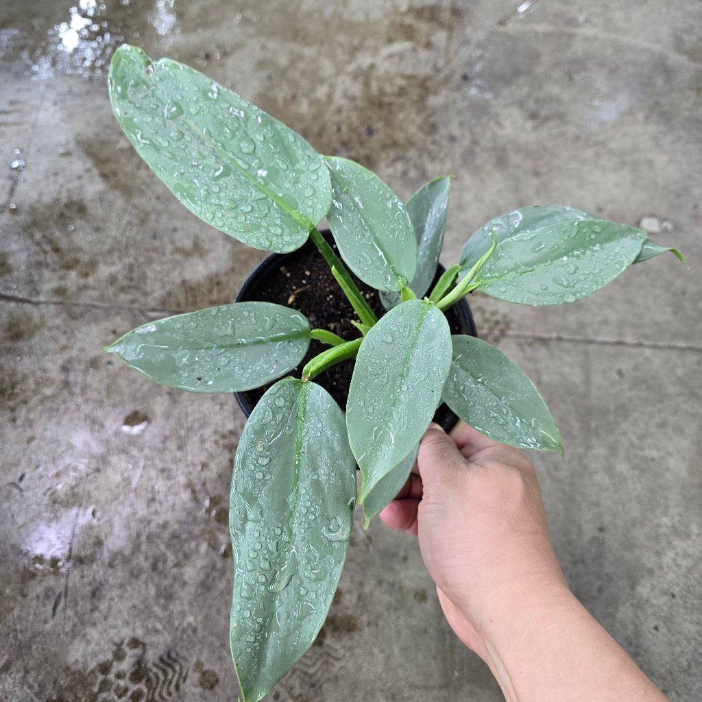 Philodendron hastatum - 6