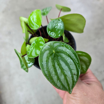 Peperomia argyreia - 4"