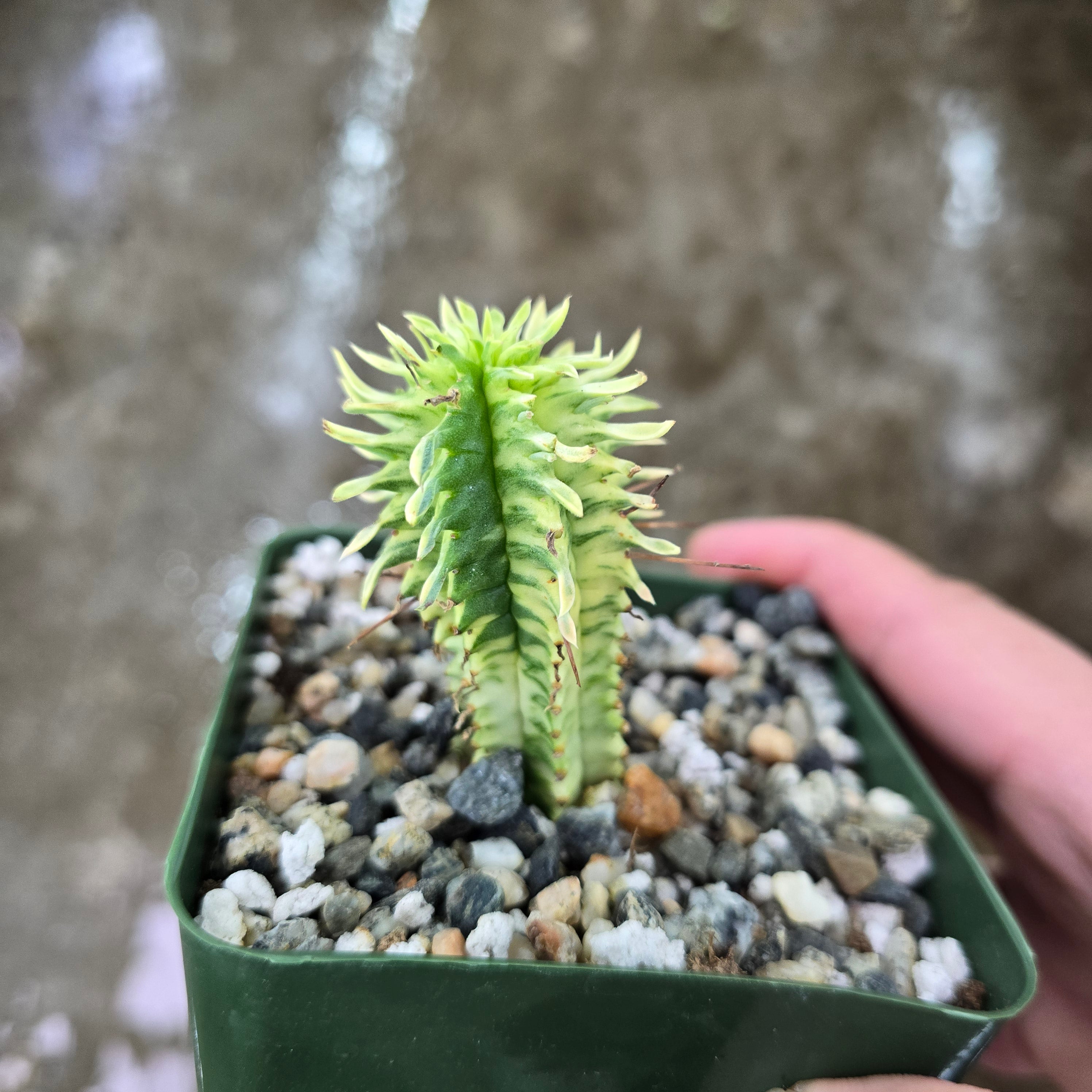 Euphorbia mammillaris variegata - Yellow - 4