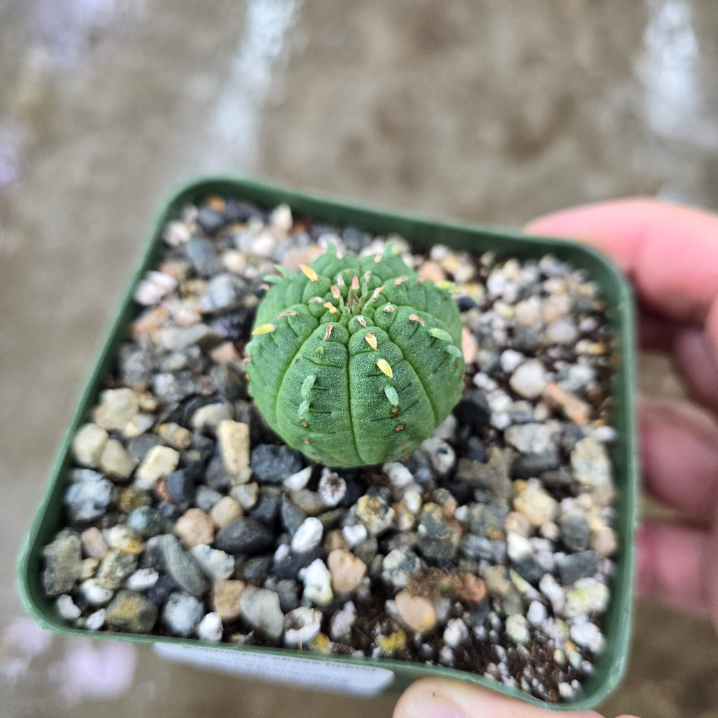 Euphorbia obesa hybrid - 4"