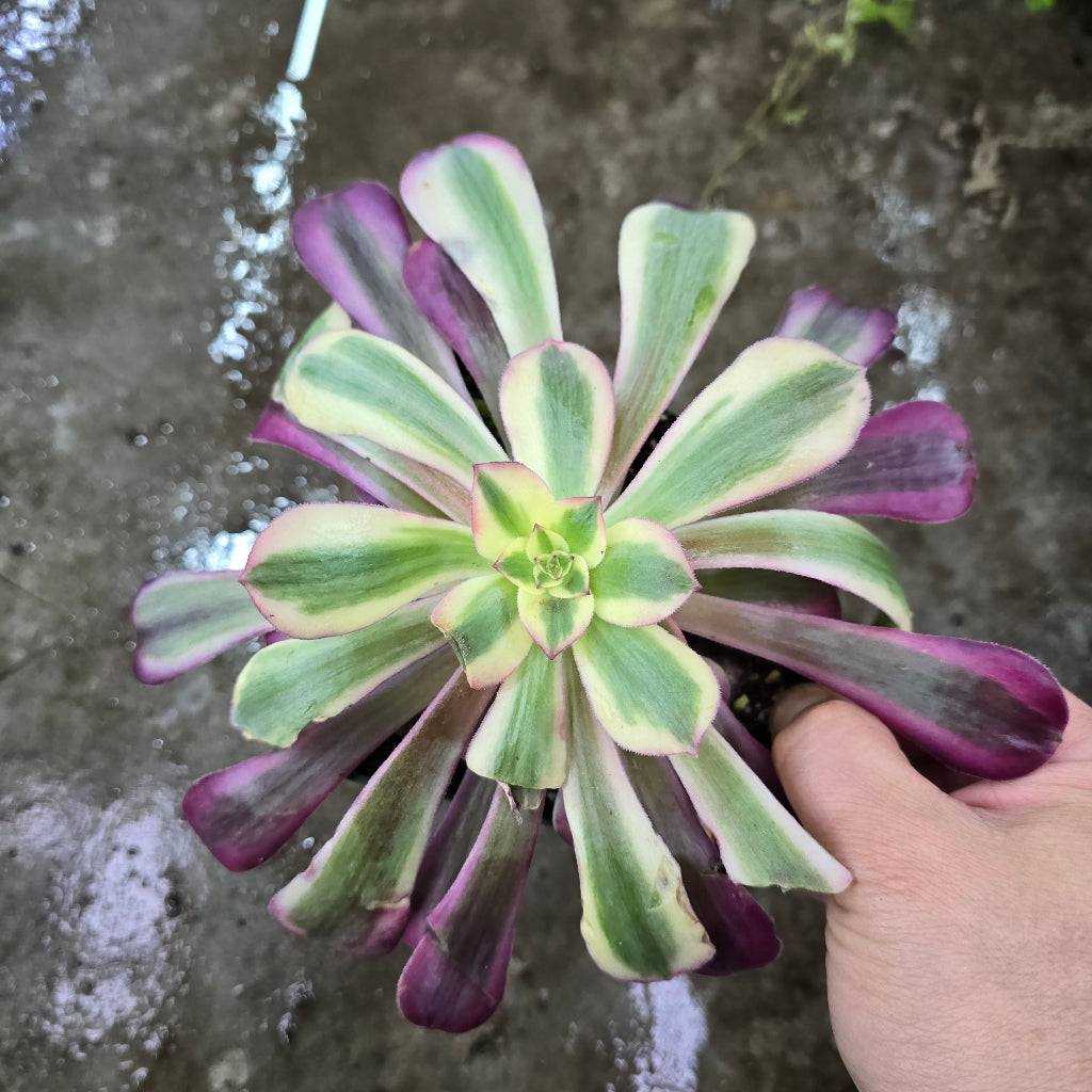Aeonium 'Medusa' - 4"