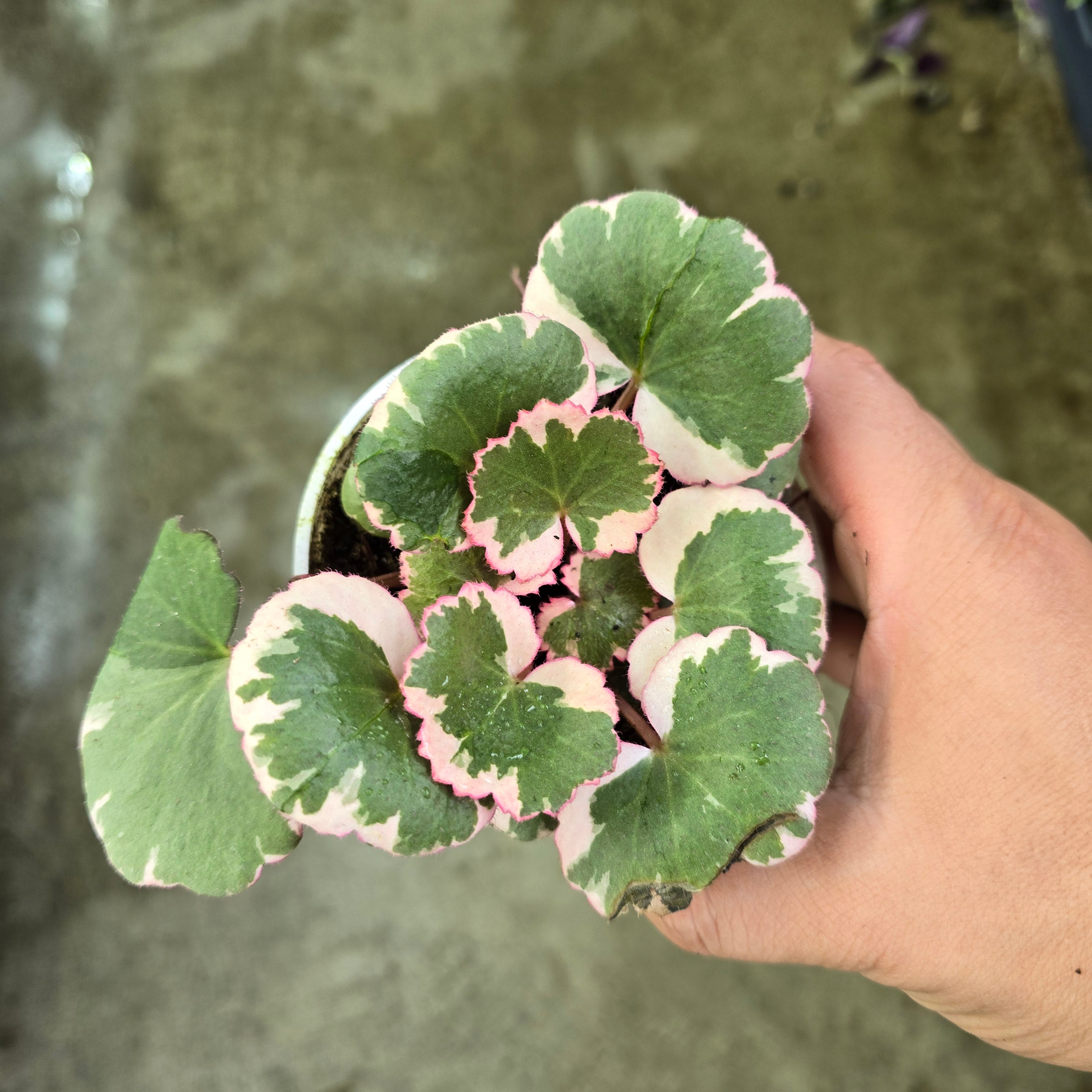 Saxifraga stolonifera 'Tricolor' - 4