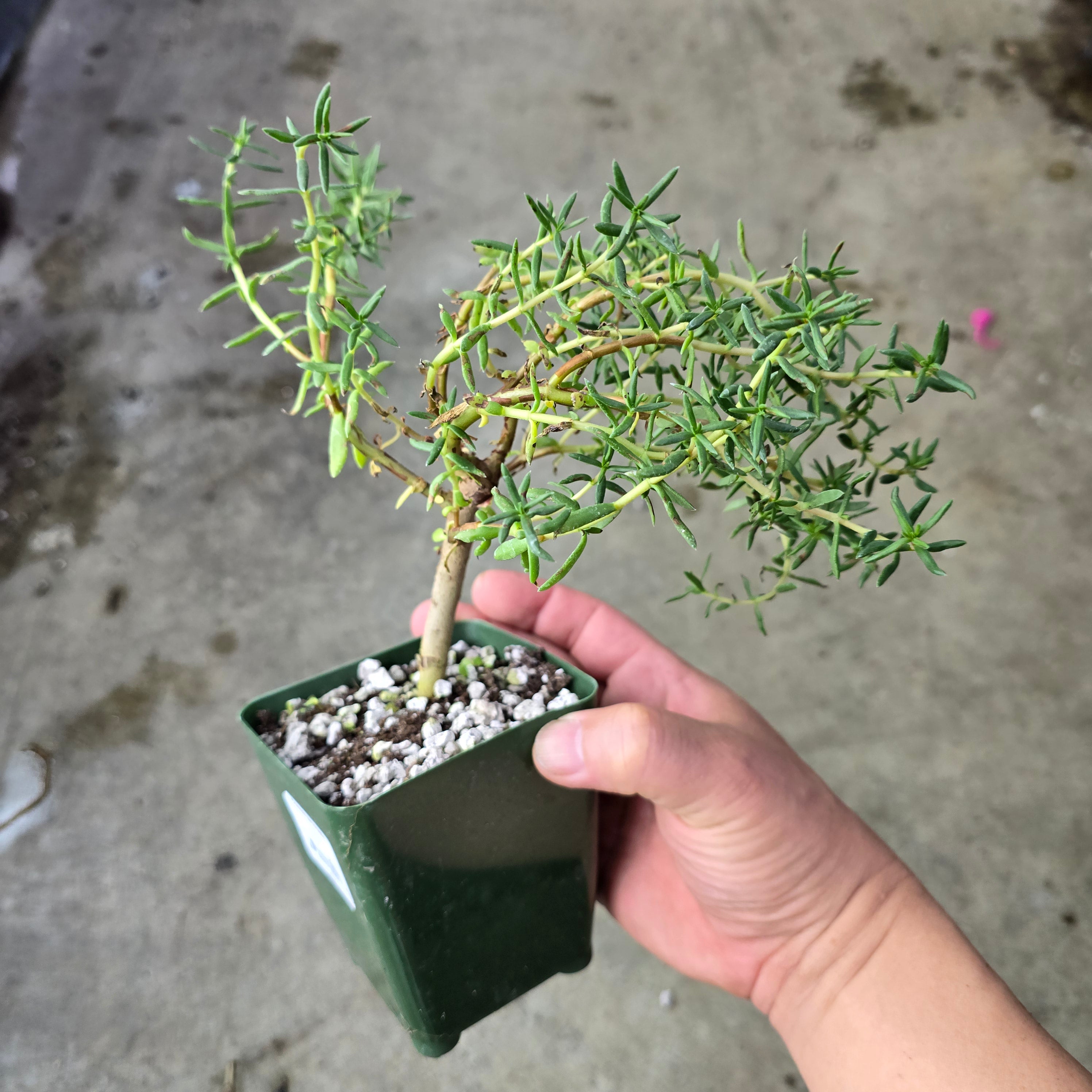 Crassula sarcocaulis - 4