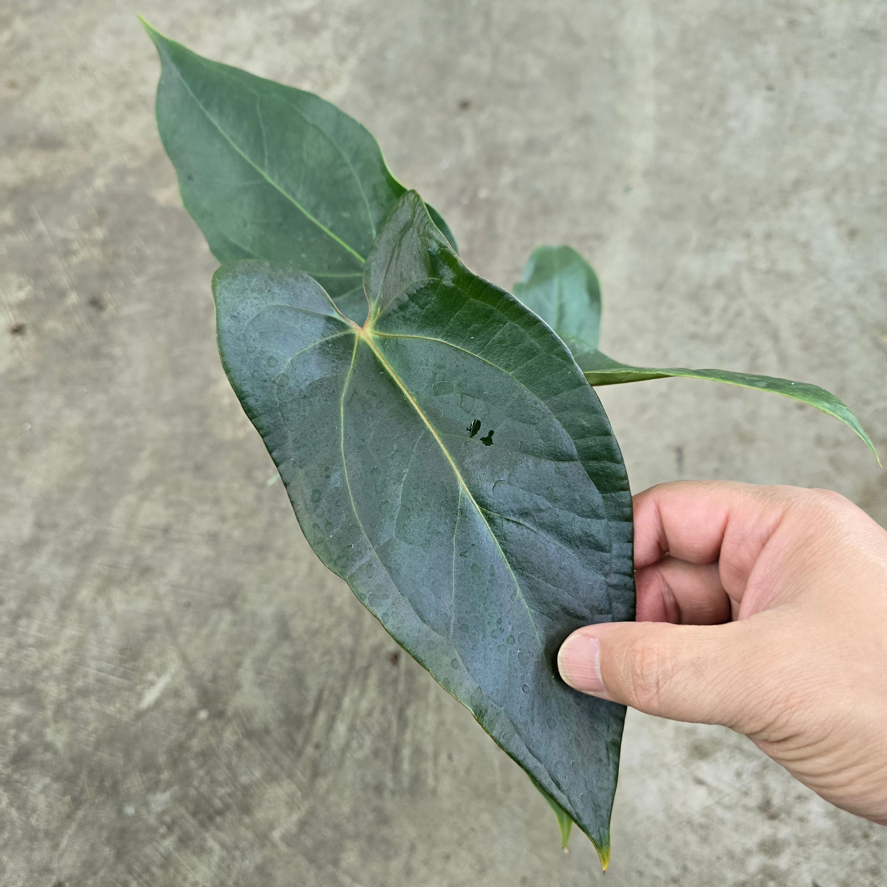 Anthurium nigrolaminum  'Gigi' Hybrid