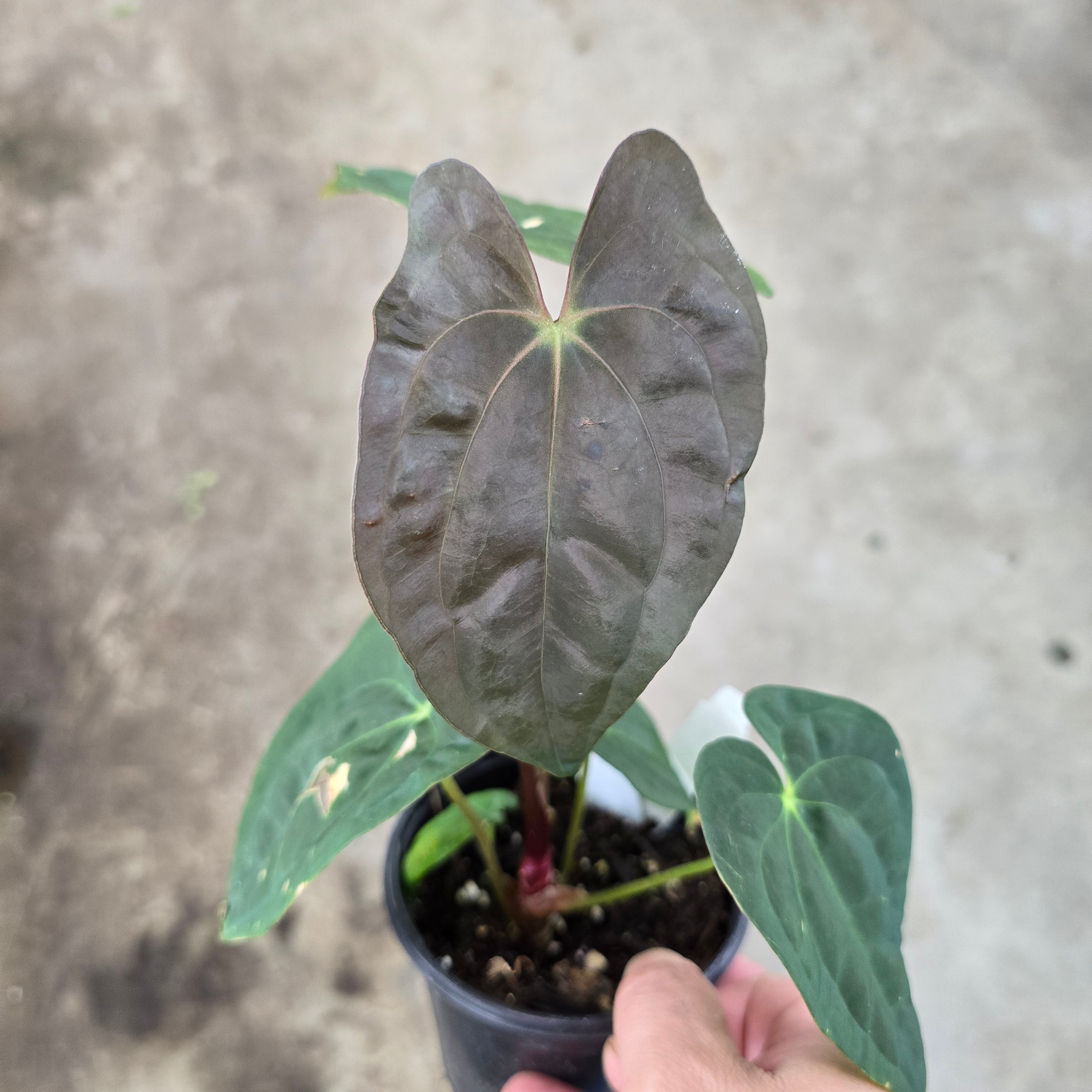 Anthurium magnificum x papillilaminum