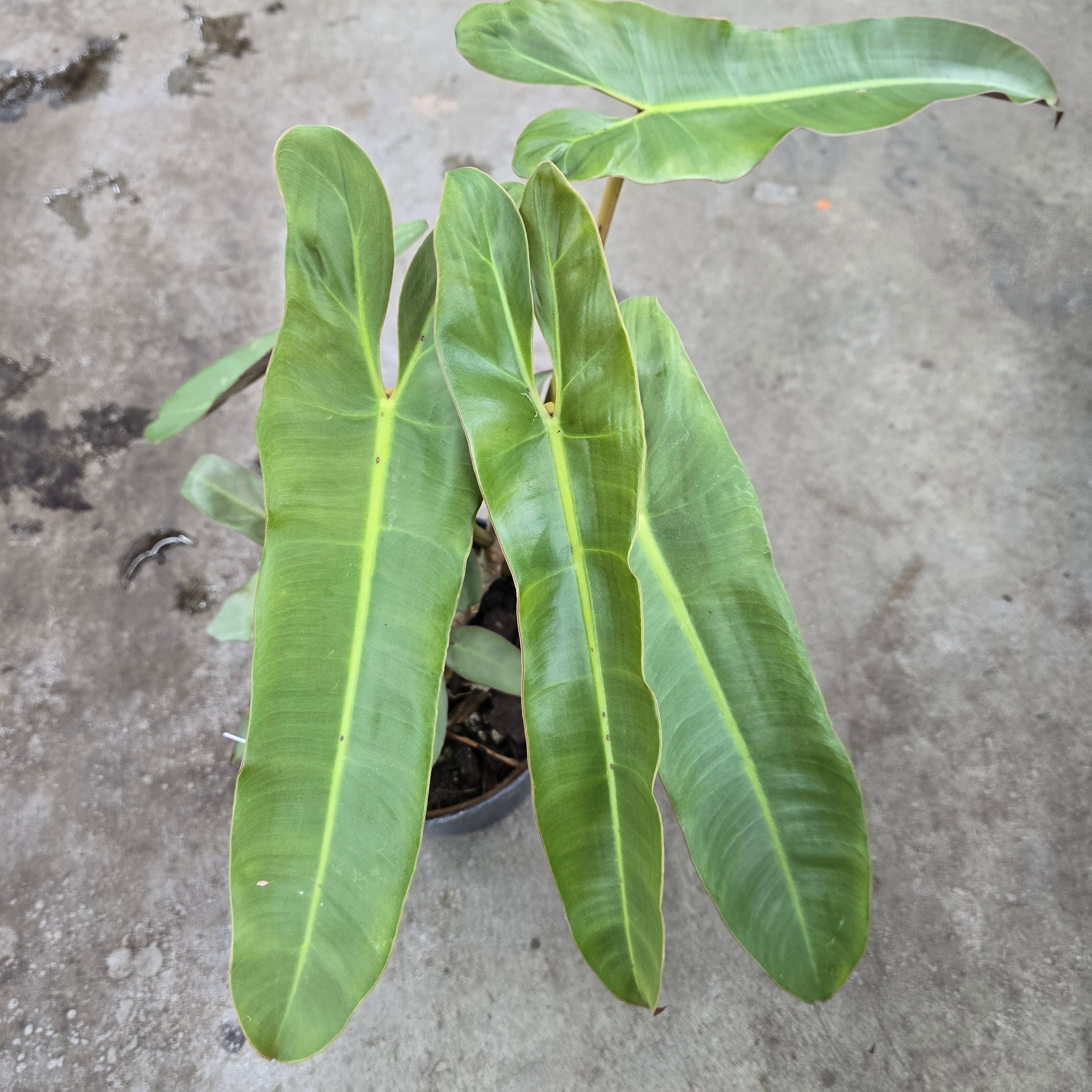 Philodendron atabapoense - 6